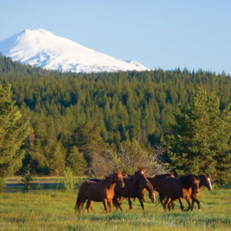 Sunriver Resort Stables