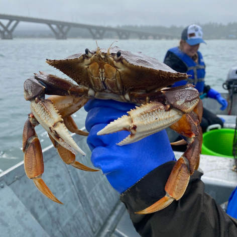 Waldport Alsea Bay Crabbing