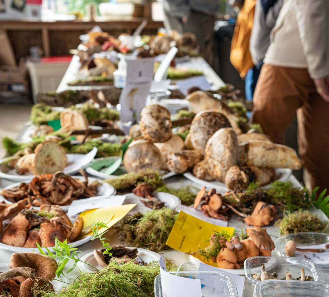 Yachats Village Mushroom Festival