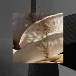 Illustration de l’infonuagique mettant en avant son élégance et sa facilité d’utilisation avec AWS