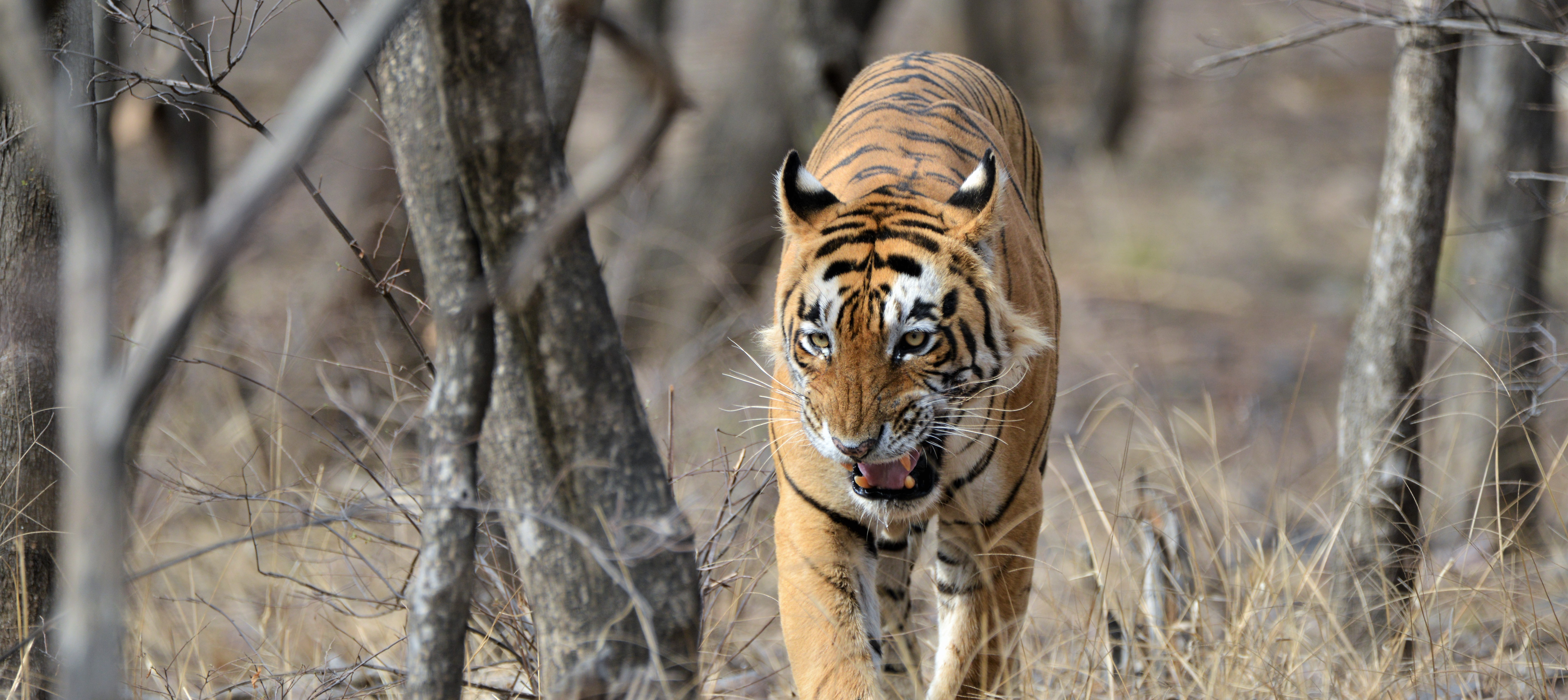 Wildlife & India's Jungles Journeys