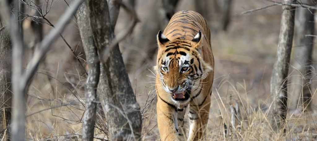 Wildlife & India's Jungles Journeys
