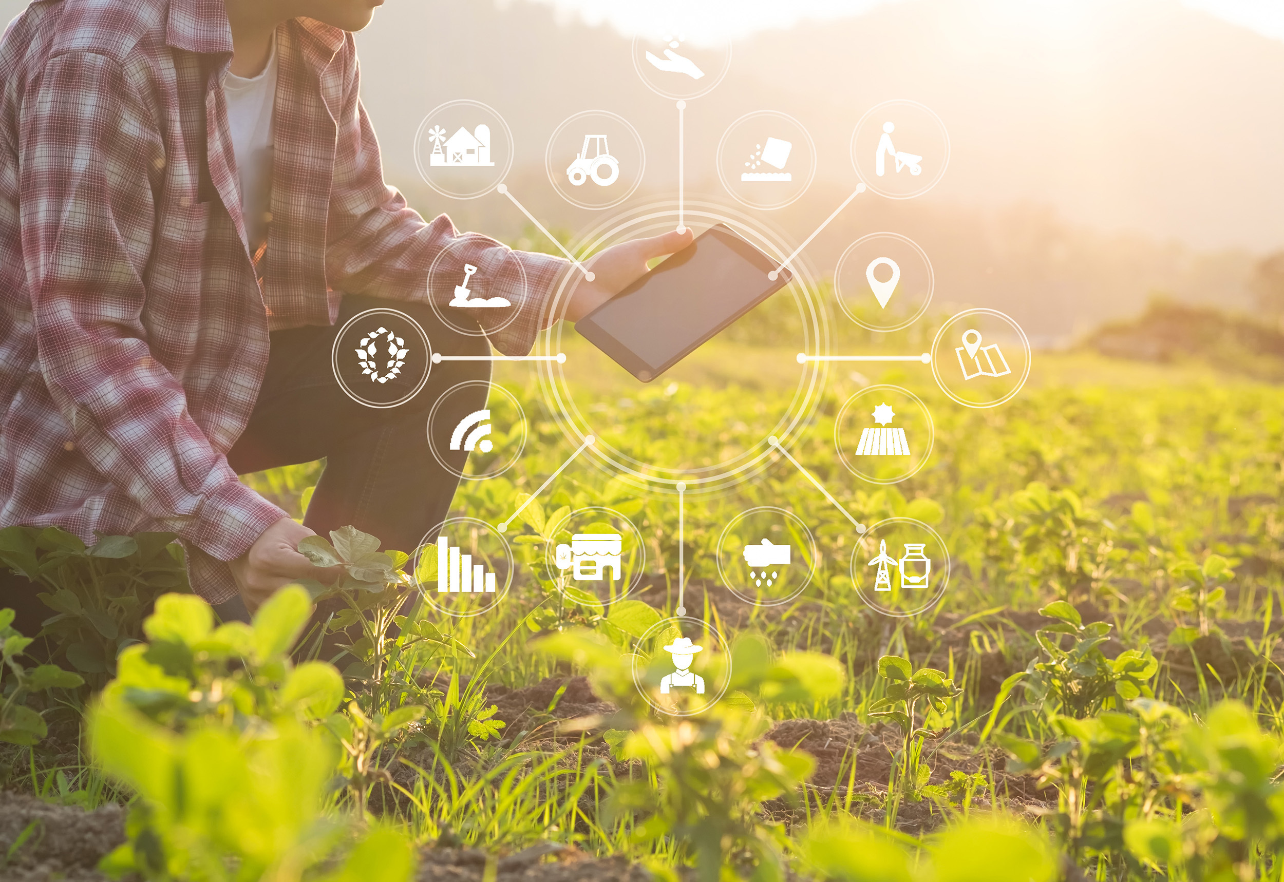 Digital innovation within the agrifood system