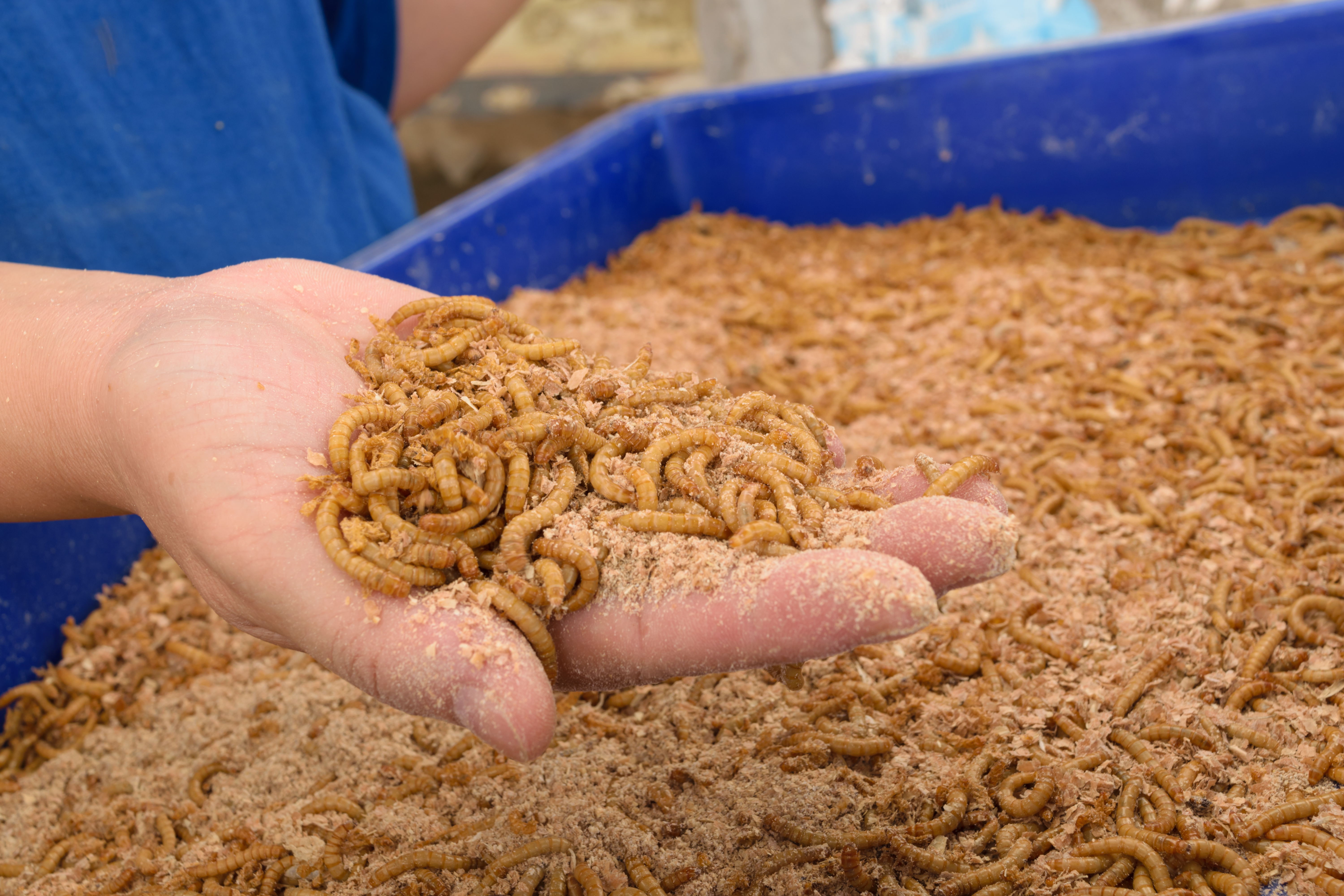 Hand picking up yellow mealworms