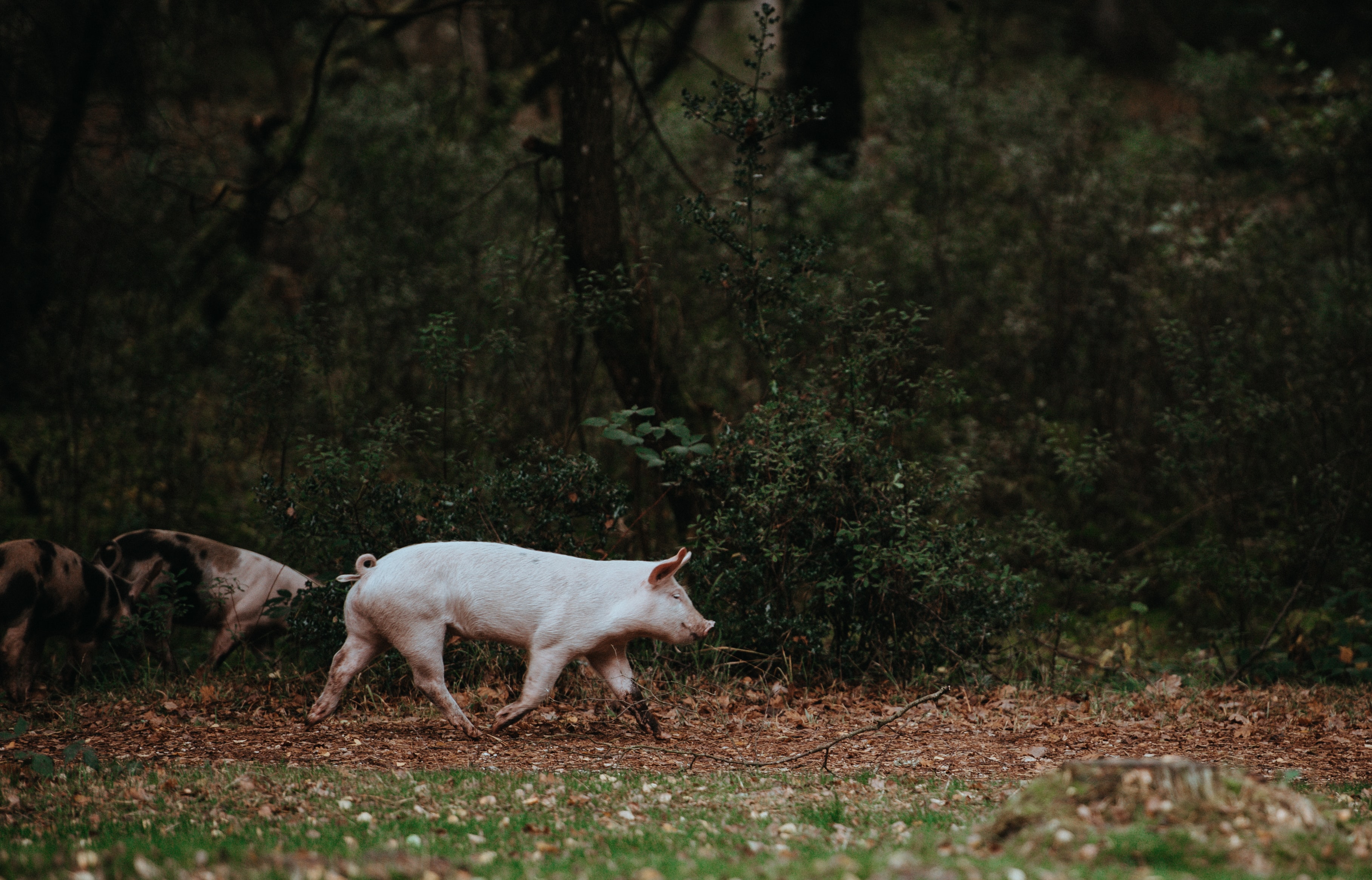 Annie spratt Y5pp MWV Ykk unsplash