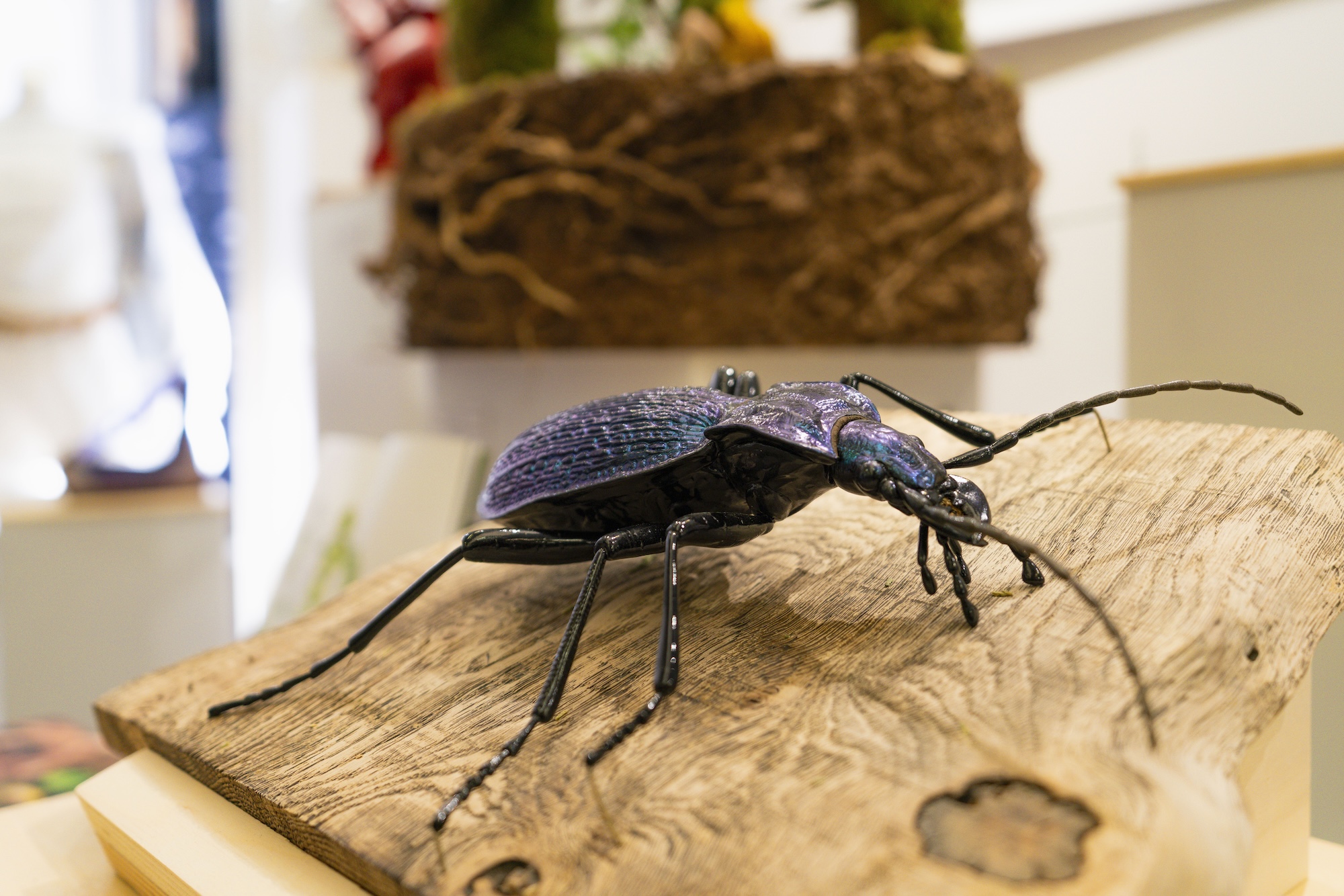 A large insect specimen mounted on a wooden base, featuring a shiny blue and black exoskeleton and long antennae. The background includes greenery and various natural materials arranged decoratively.