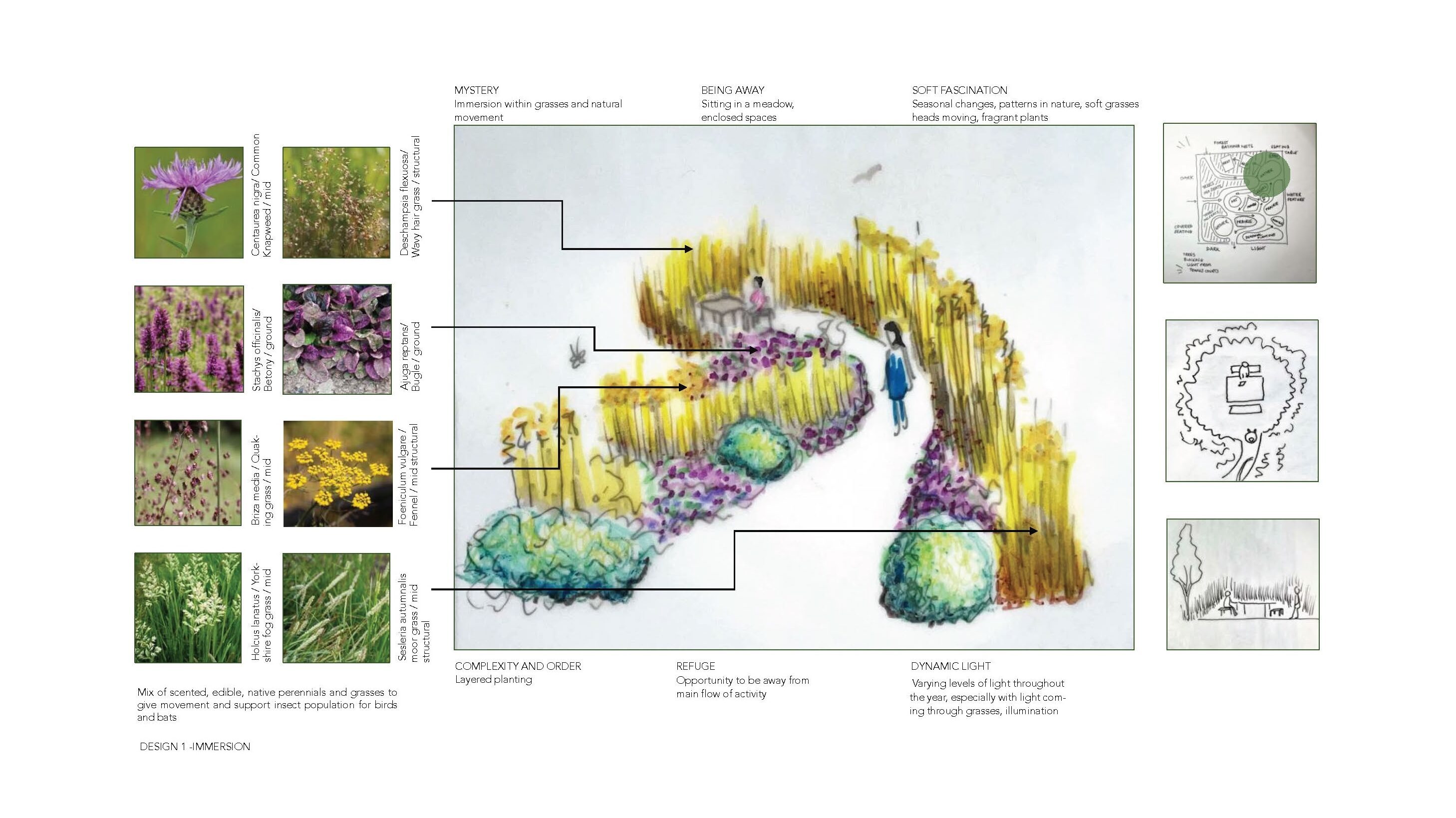 Garden design plan with curved layout in yellows, greens and purples. Plant reference photos on left, technical drawings on right.