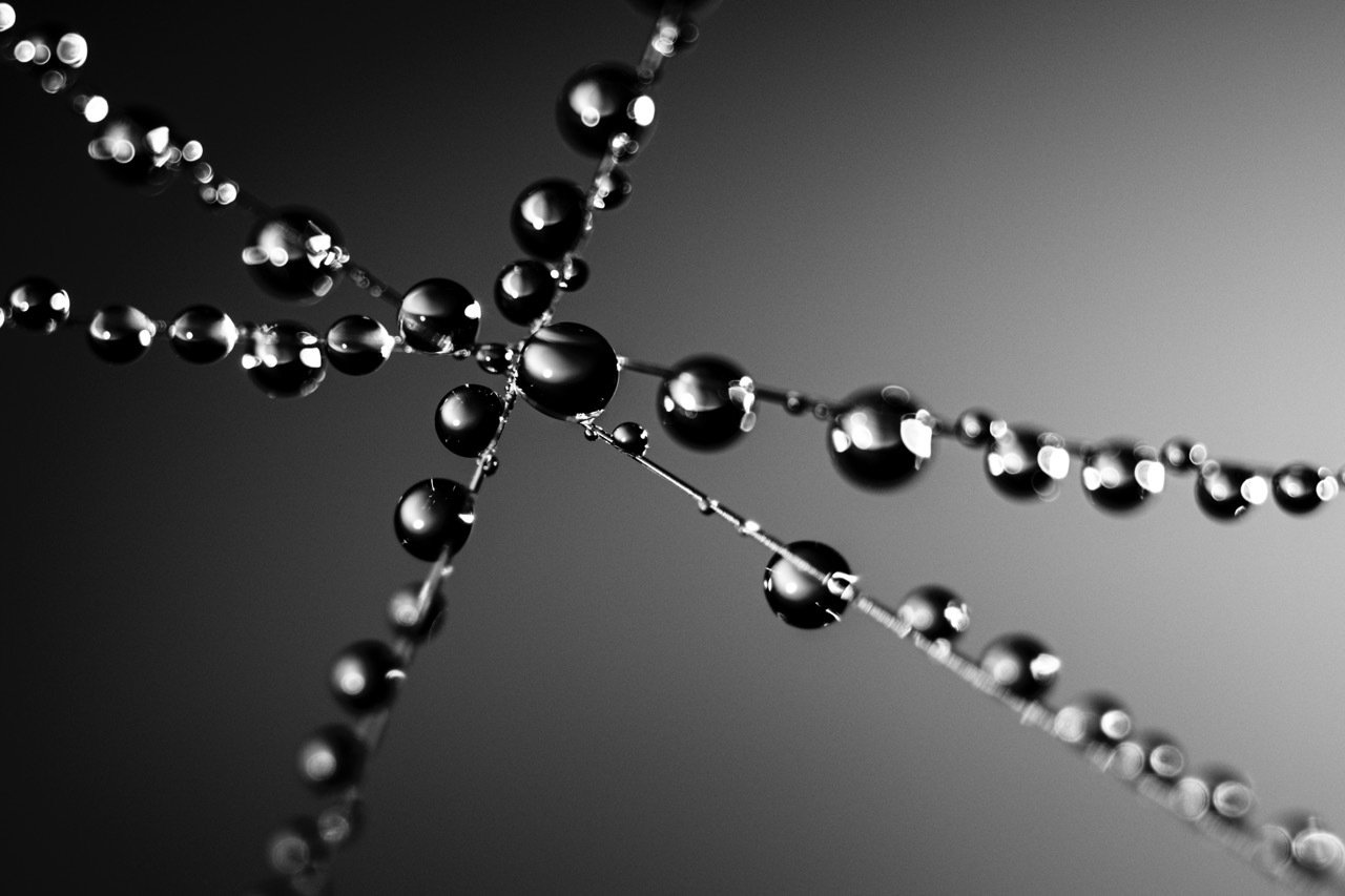 Water droplets on spider web strands intersecting diagonally across frame, black and white with grey gradient background.