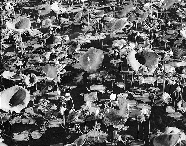 black and white photograph of water lilies