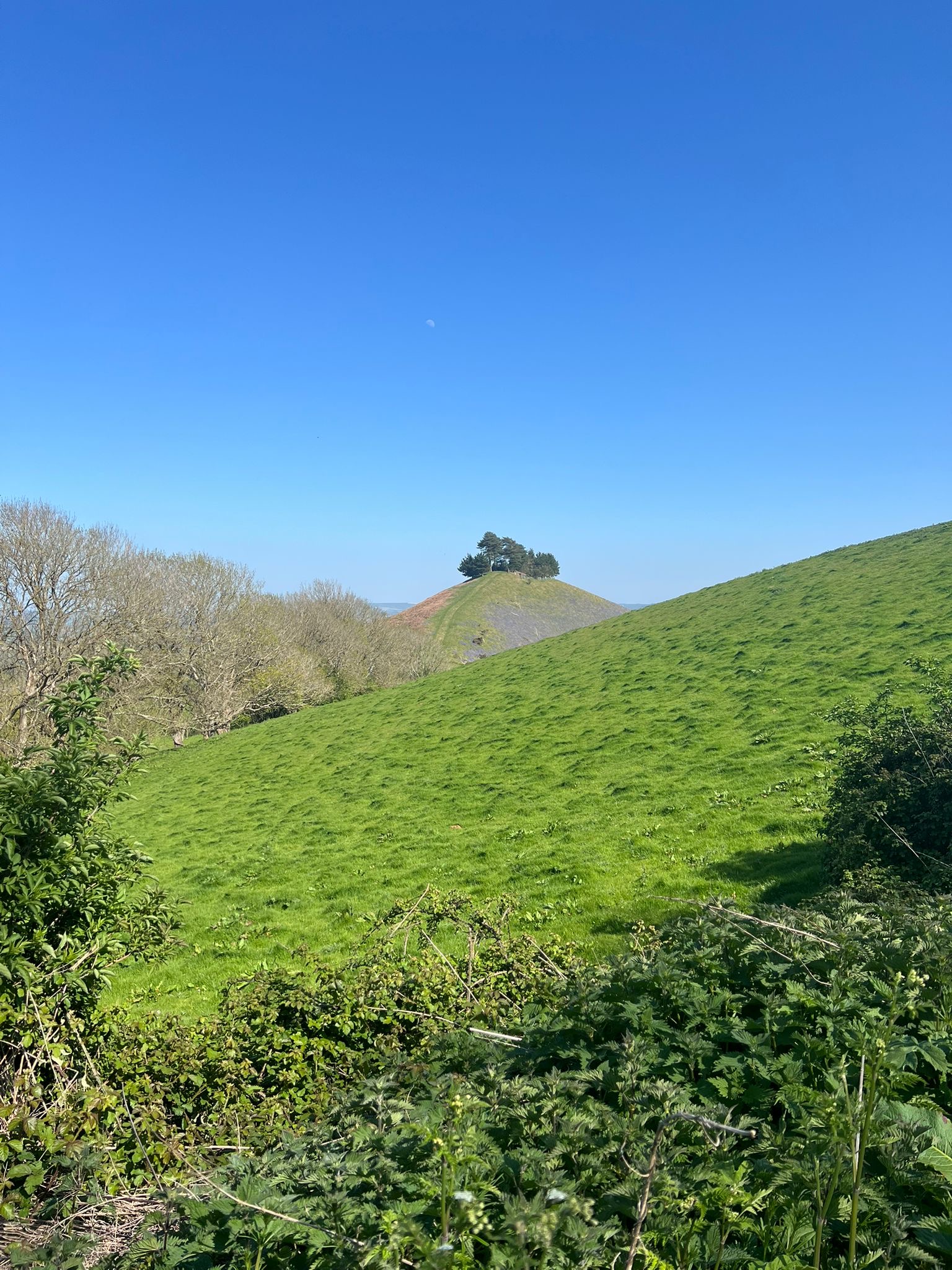 Phone shot of Colmers Hill, tall hill in the distance with purple flowers on one side and trees on top,  big hill in front with trees and foliage to the left. A bright sunny day with a blue sky above.