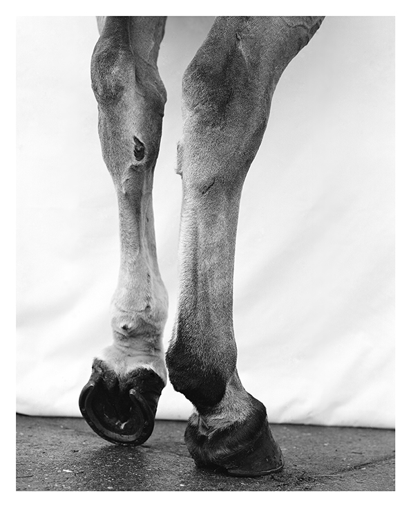 Black and White photograph of horse feet