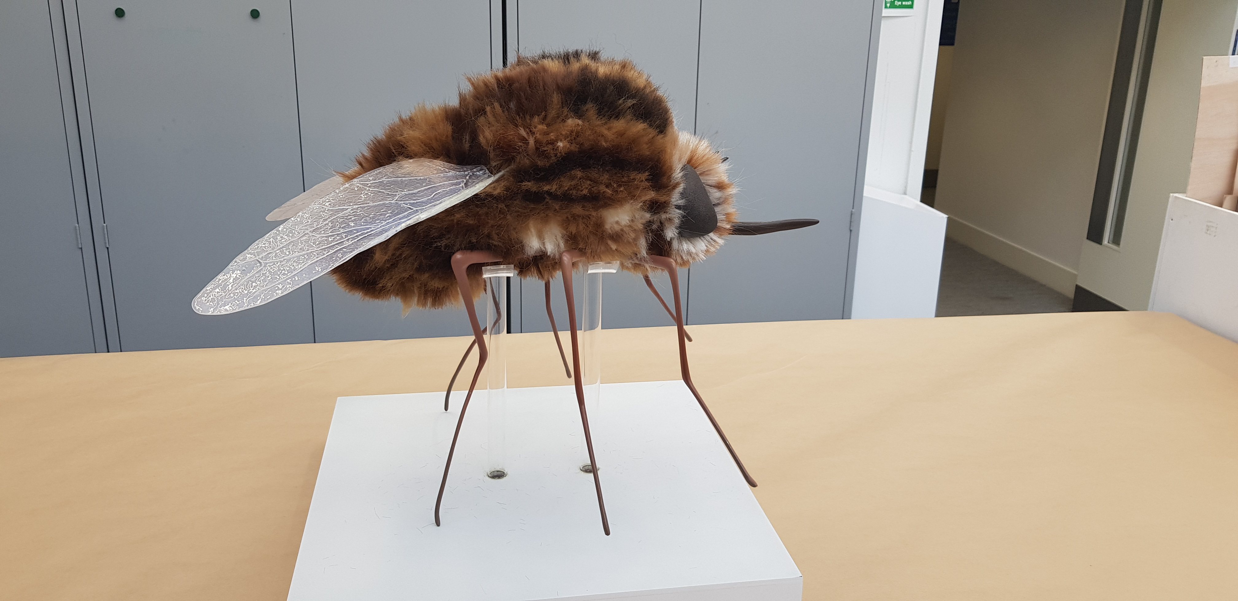 A model of a hybrid bee and fly creature viewed from the side, standing on a table.