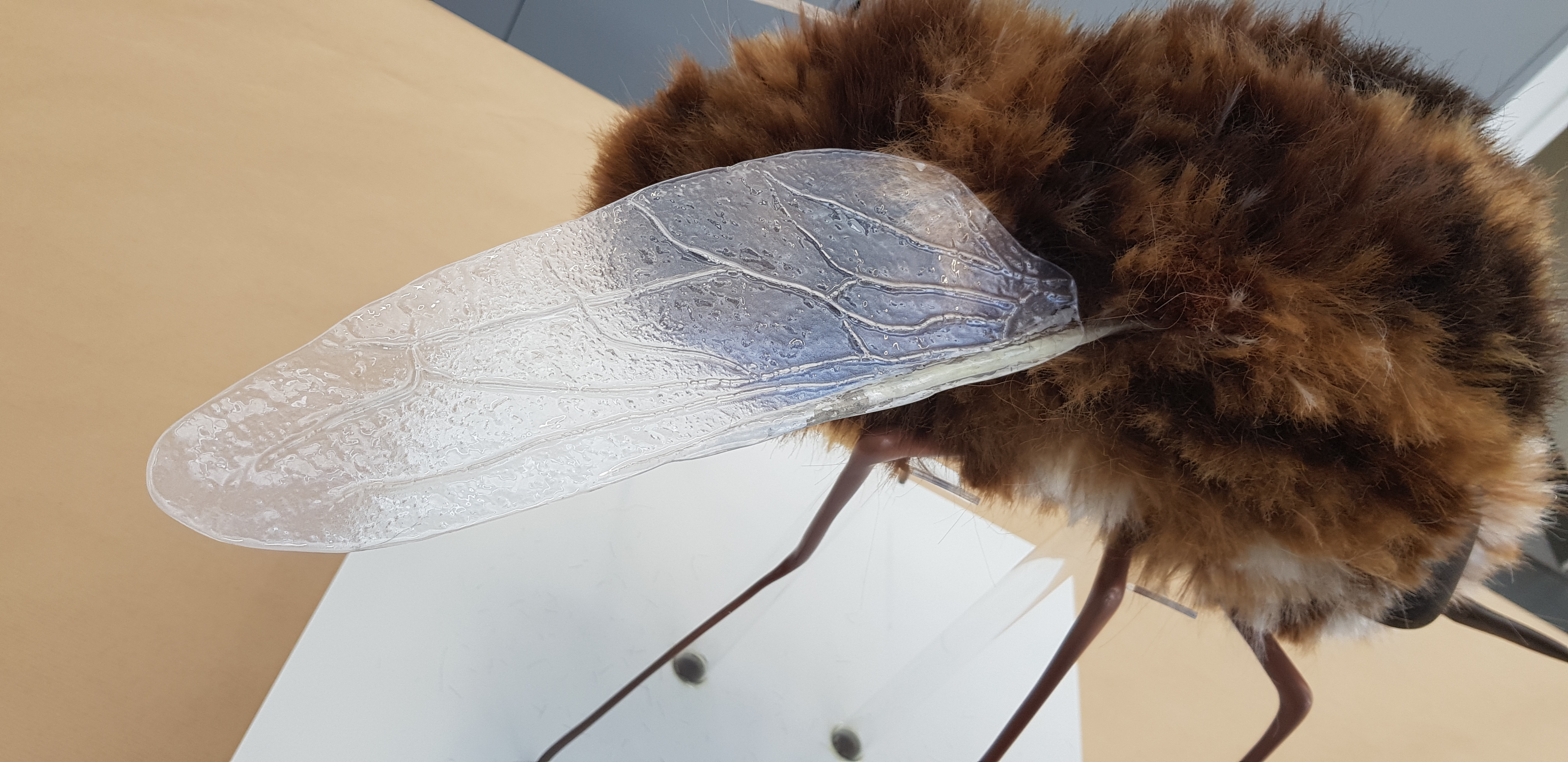 Close-up of a wing on a model of a hybrid bee and fly creature.