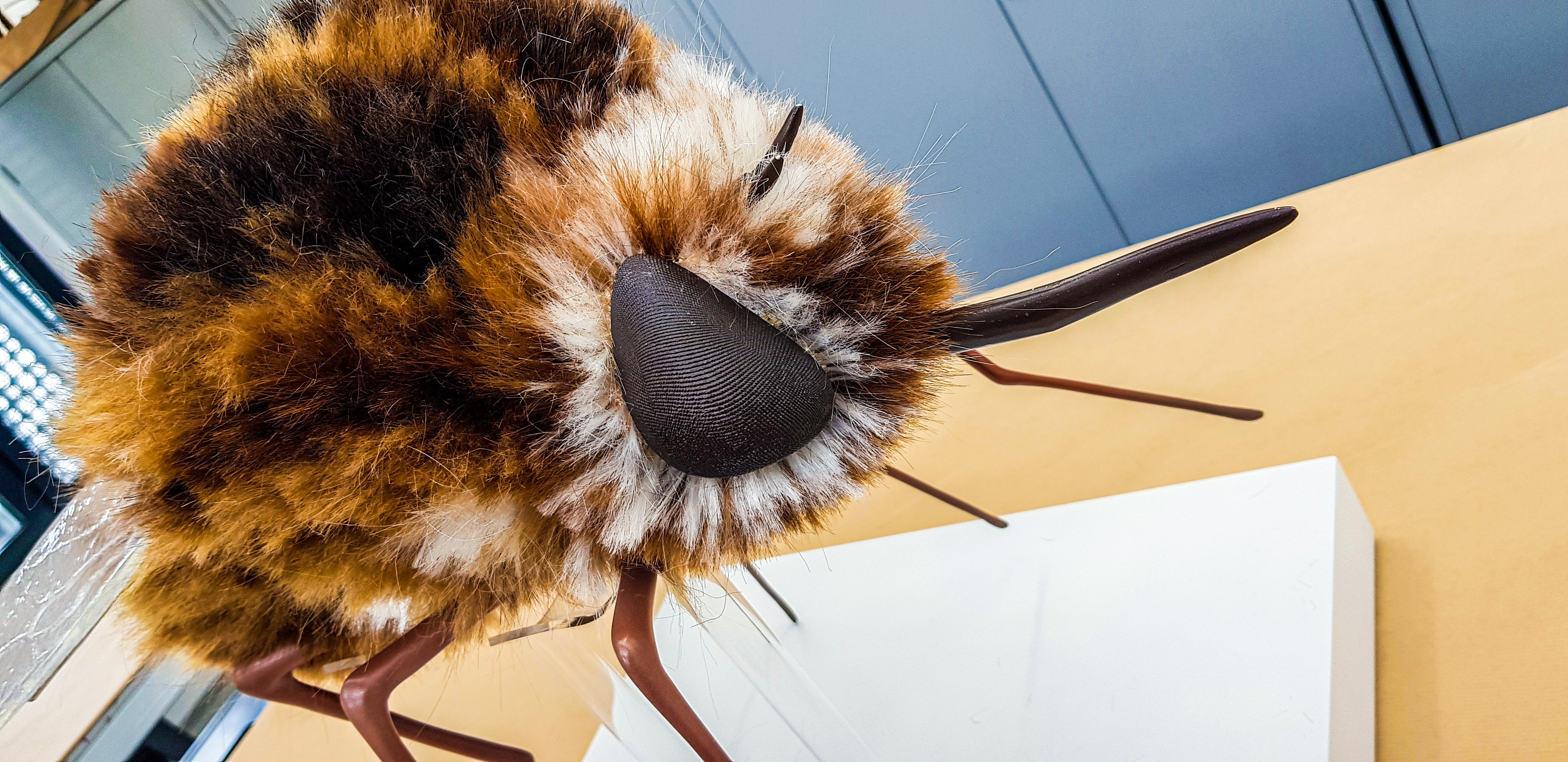 Close-up of a model of a hybrid bee and fly creature standing on a table.