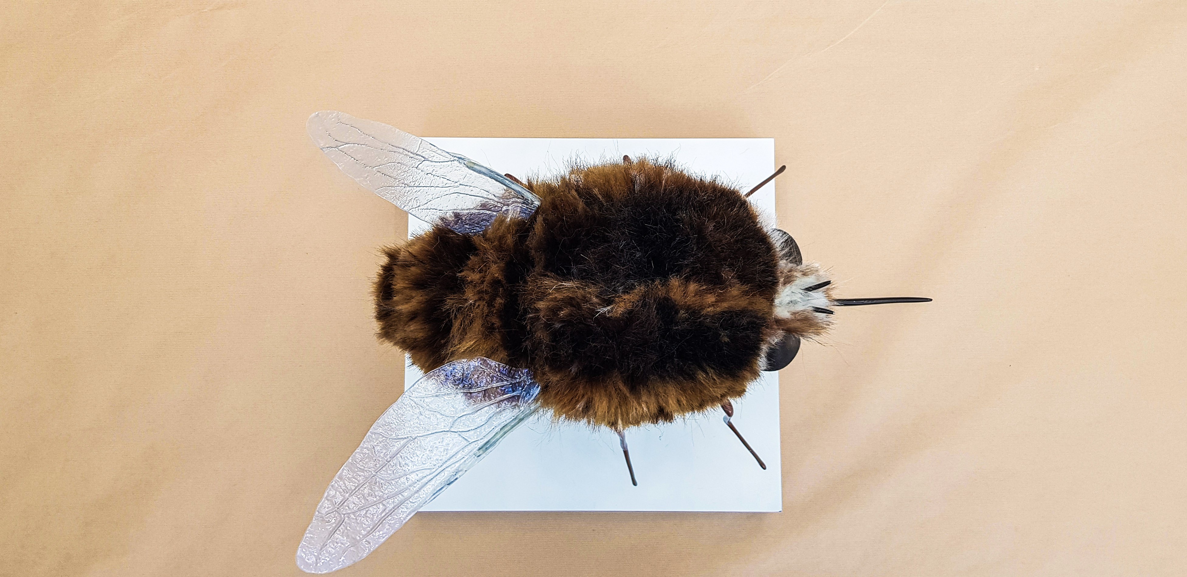 A model of a hybrid bee and fly creature viewed from above.