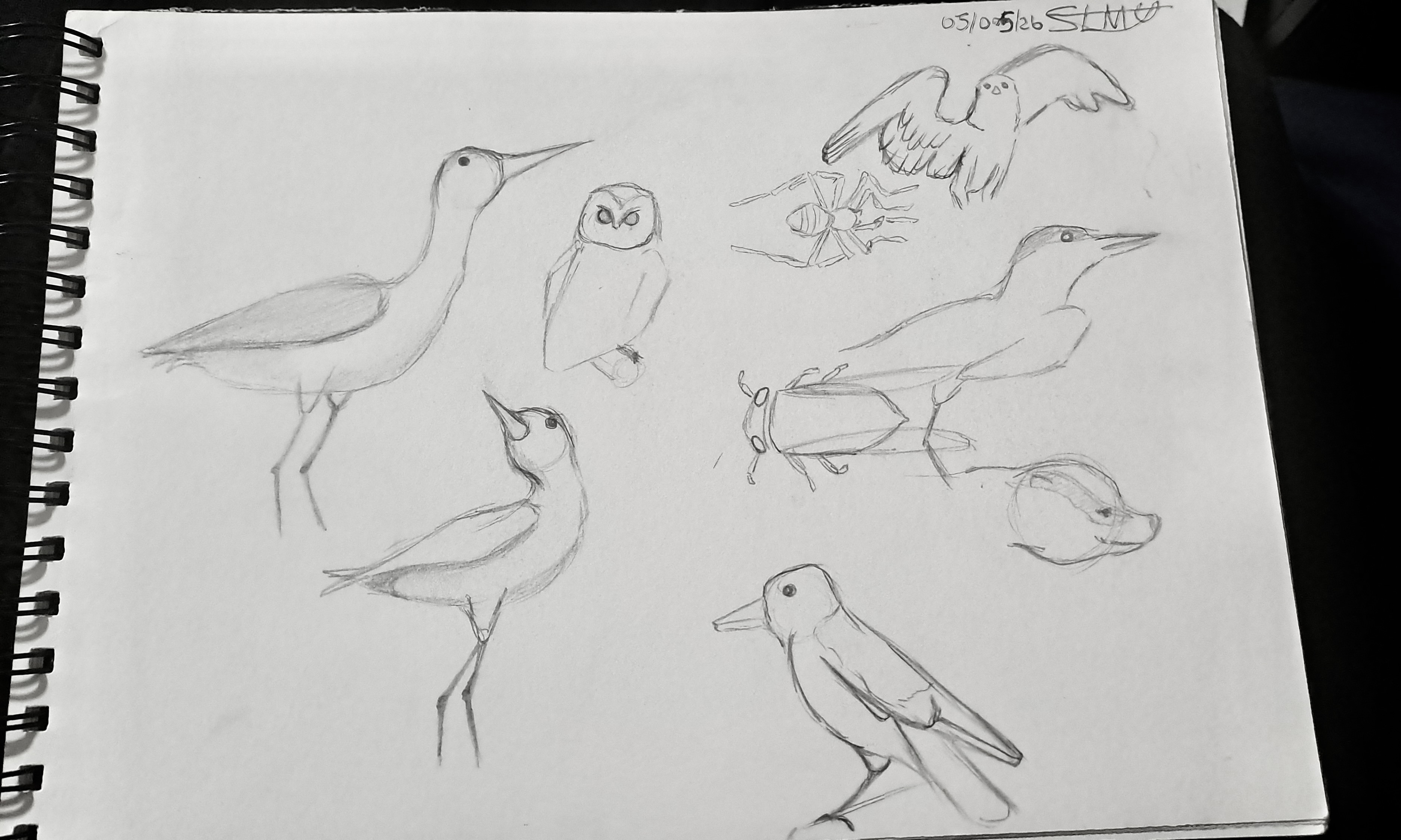A pencil sketch on a spiral-bound sketchbook page shows several birds in different poses, including a heron-like bird and an owl, with a small date written at the top right.