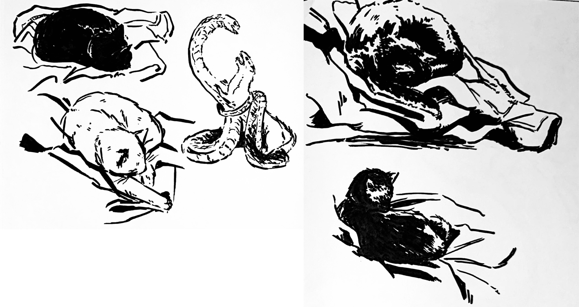Dark sketches of a cat sleeping in different positions and two snakes.