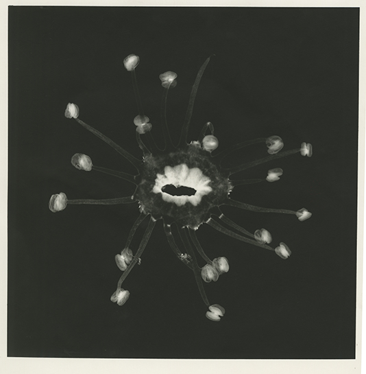 Black and white scan of a organic form
