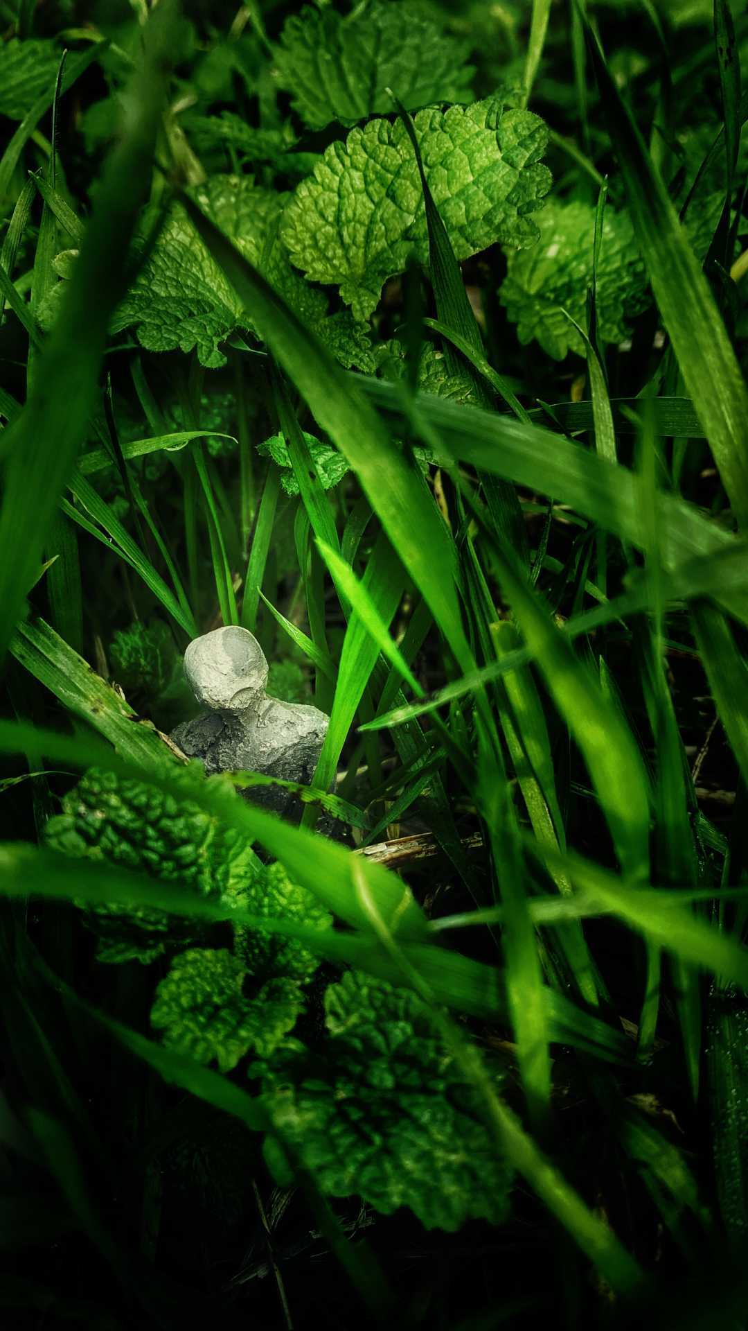 Insect in leaves