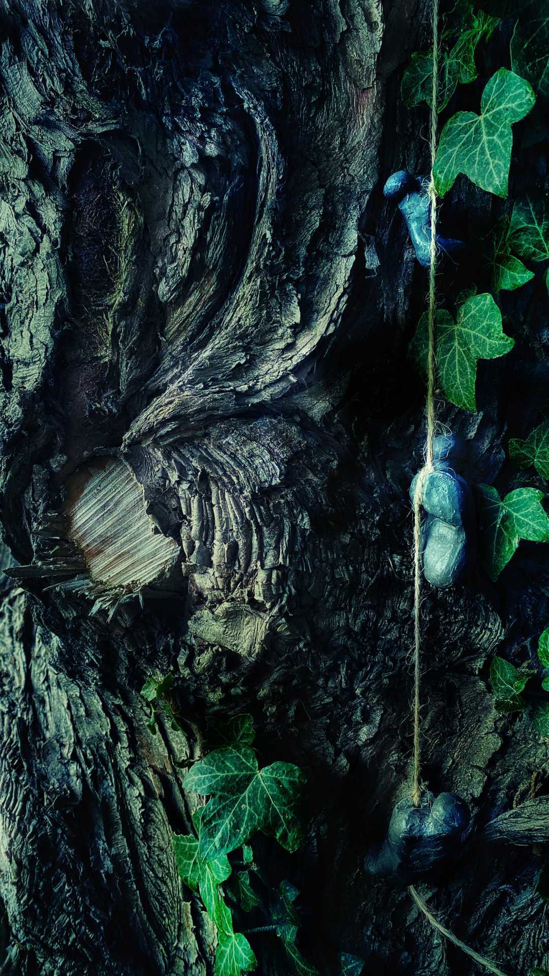 close up image of tree and leaves