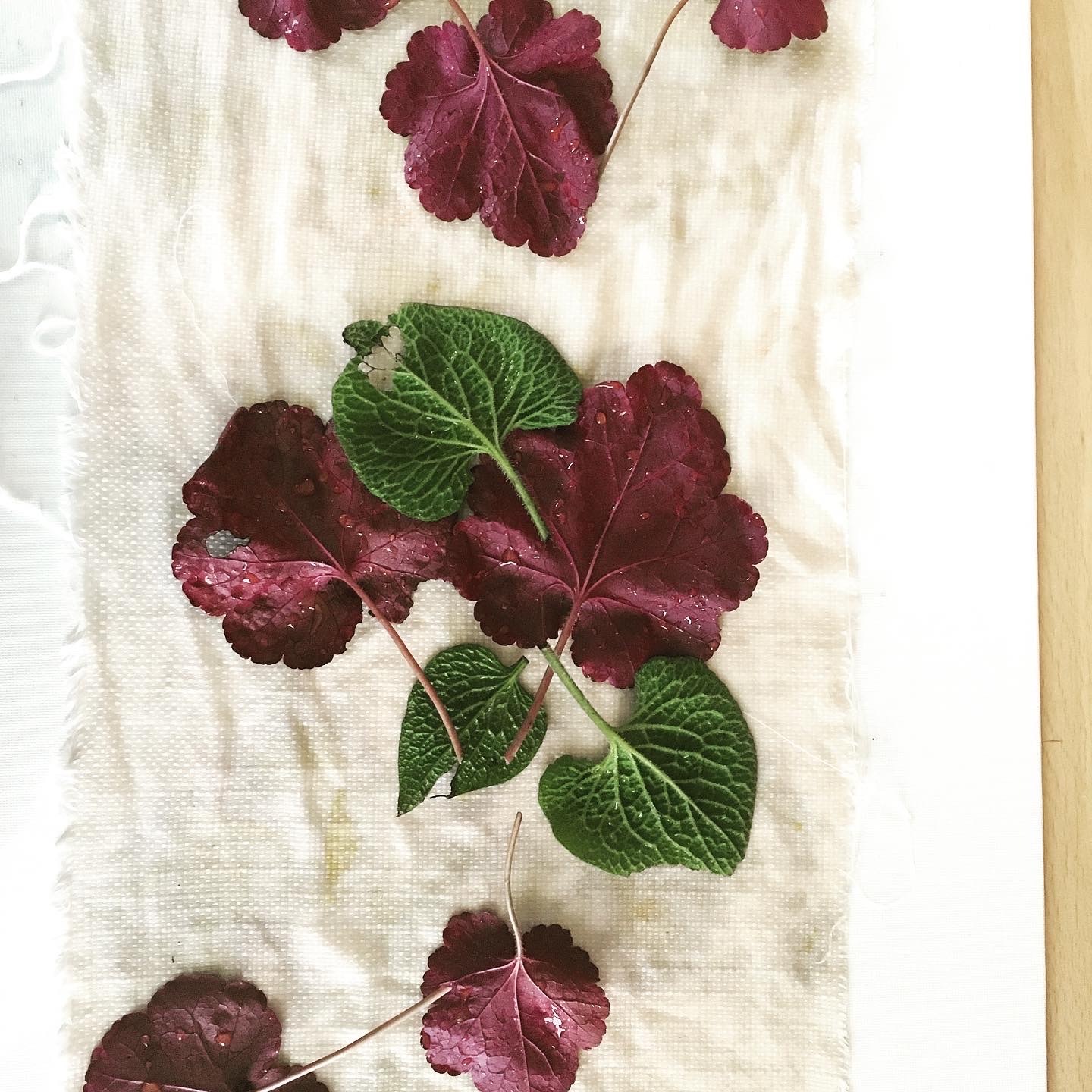 Pressed leaves arranged on white fabric - deep burgundy and bright green leaves with visible veining and serrated edges.
