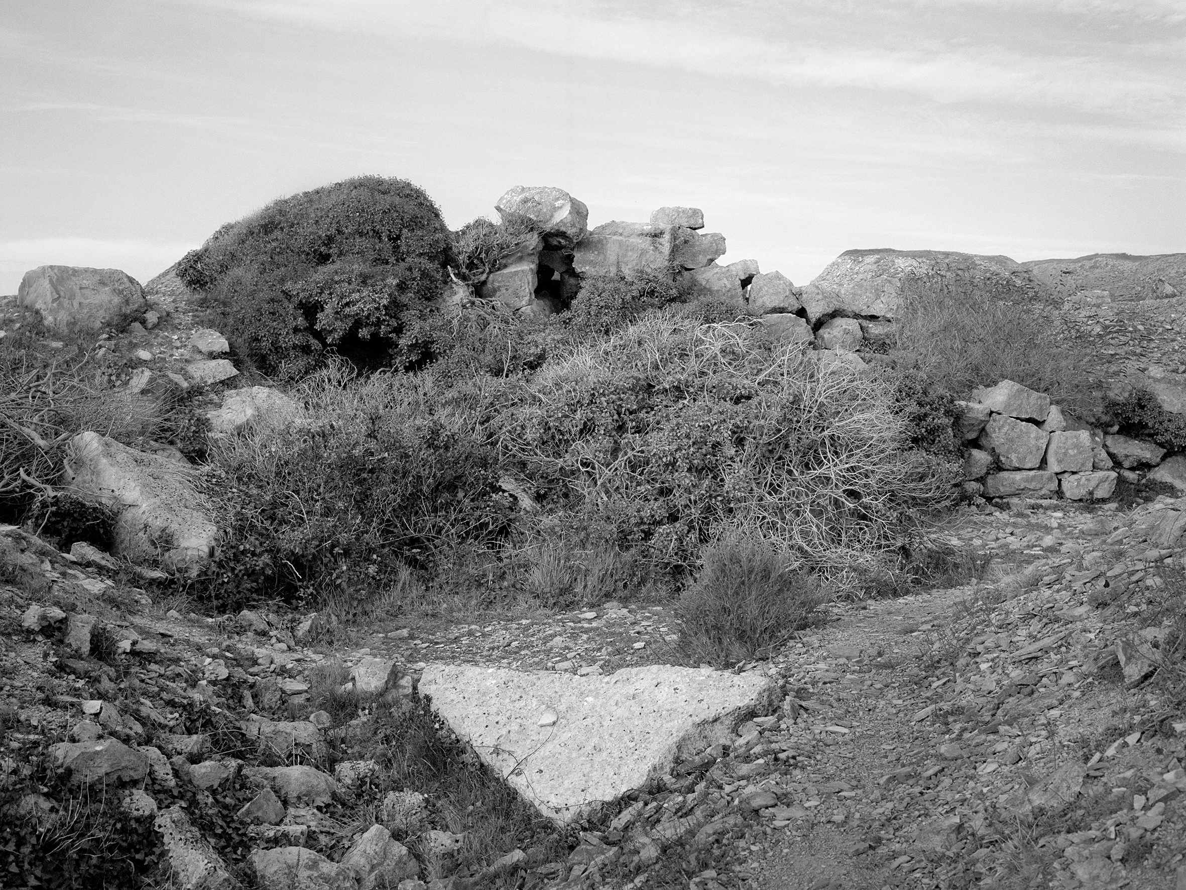 Black and White Image of rocks and bushes