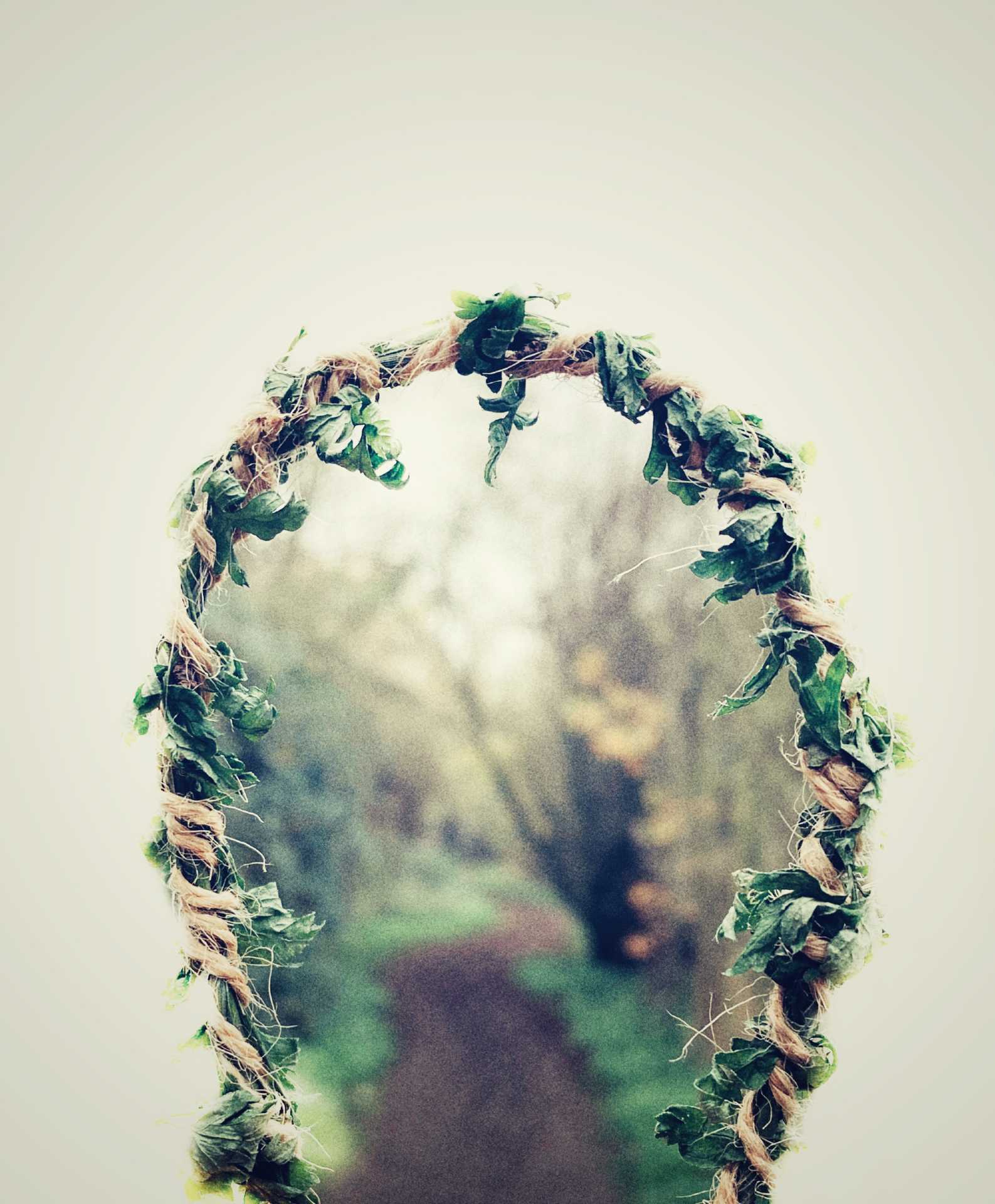 Loop of rope with ivy growing around it. A blurred image of a forest appears in the loop.