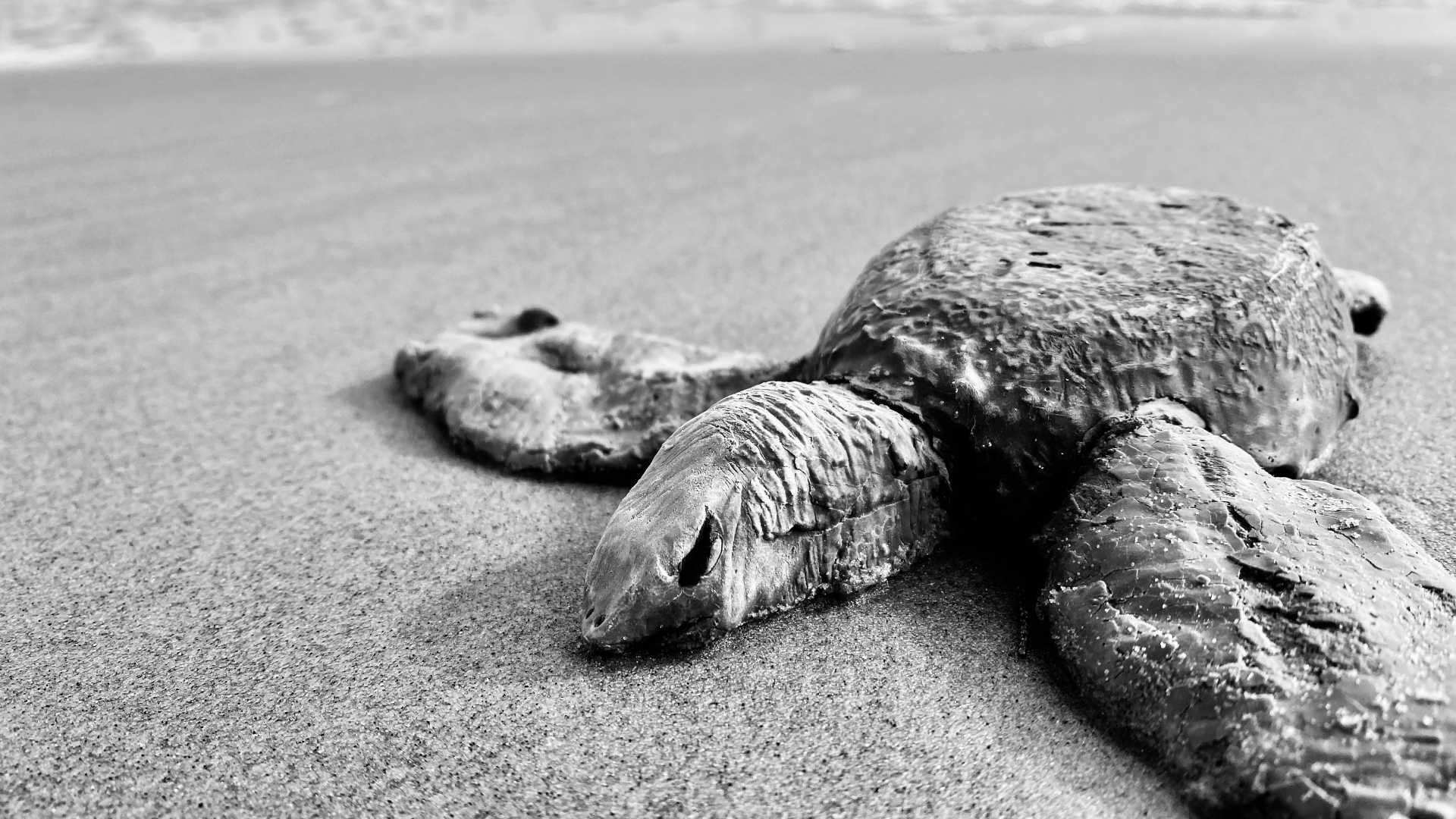 Turtle on beach