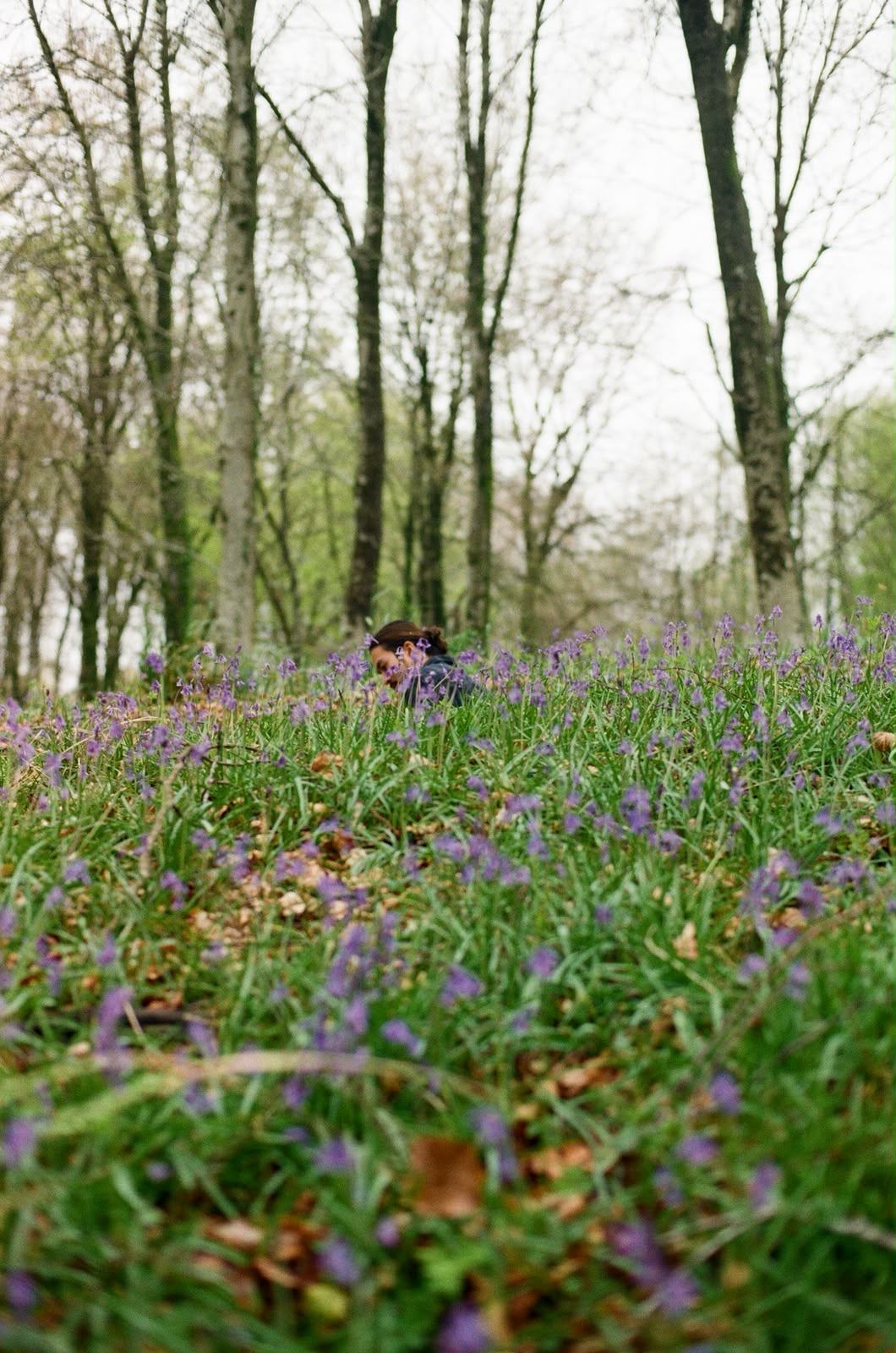 A person partially hidden in tall purple wildflowers and green grass in a woodland with bare trees.