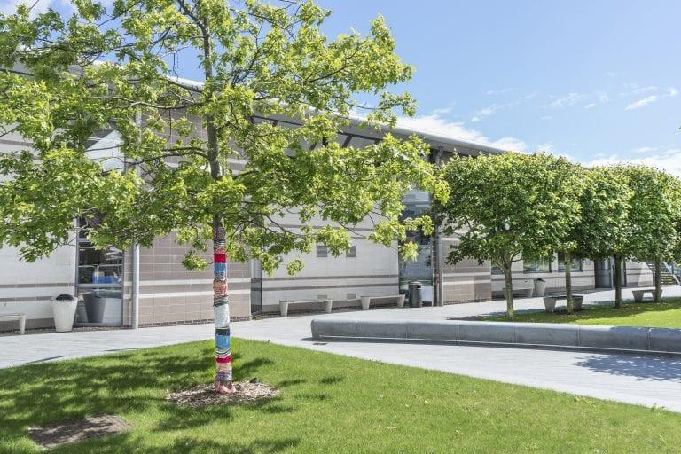 A row of trees on grassy verges in a university courtyard, with a building situated behind them.