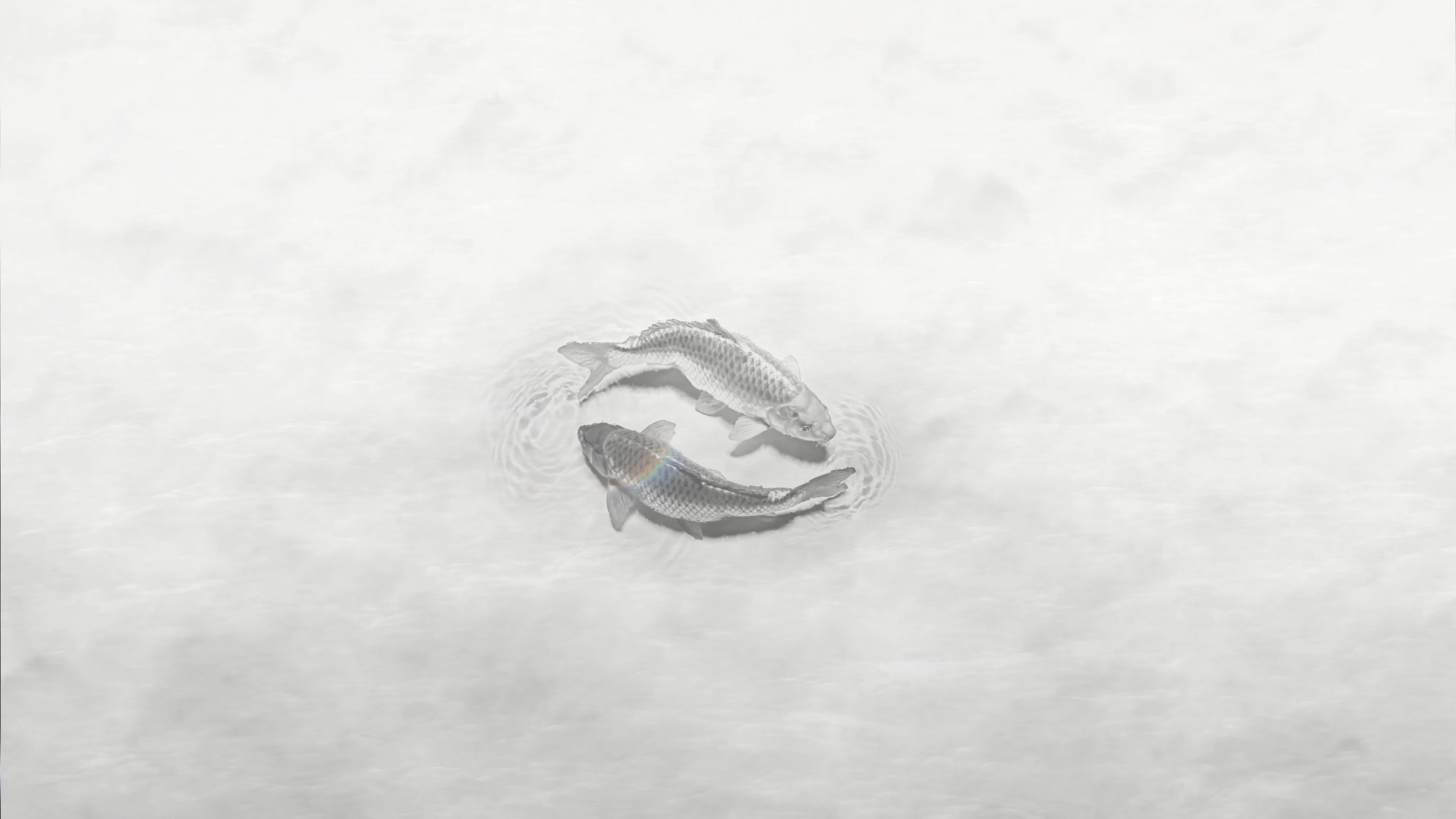Two koi fish swimming in a small circular pattern on a pale, textured surface.