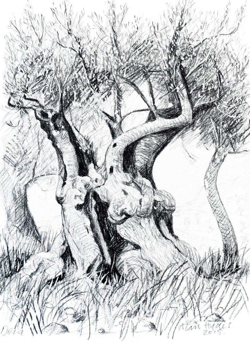 Detailed pencil sketch of a tree