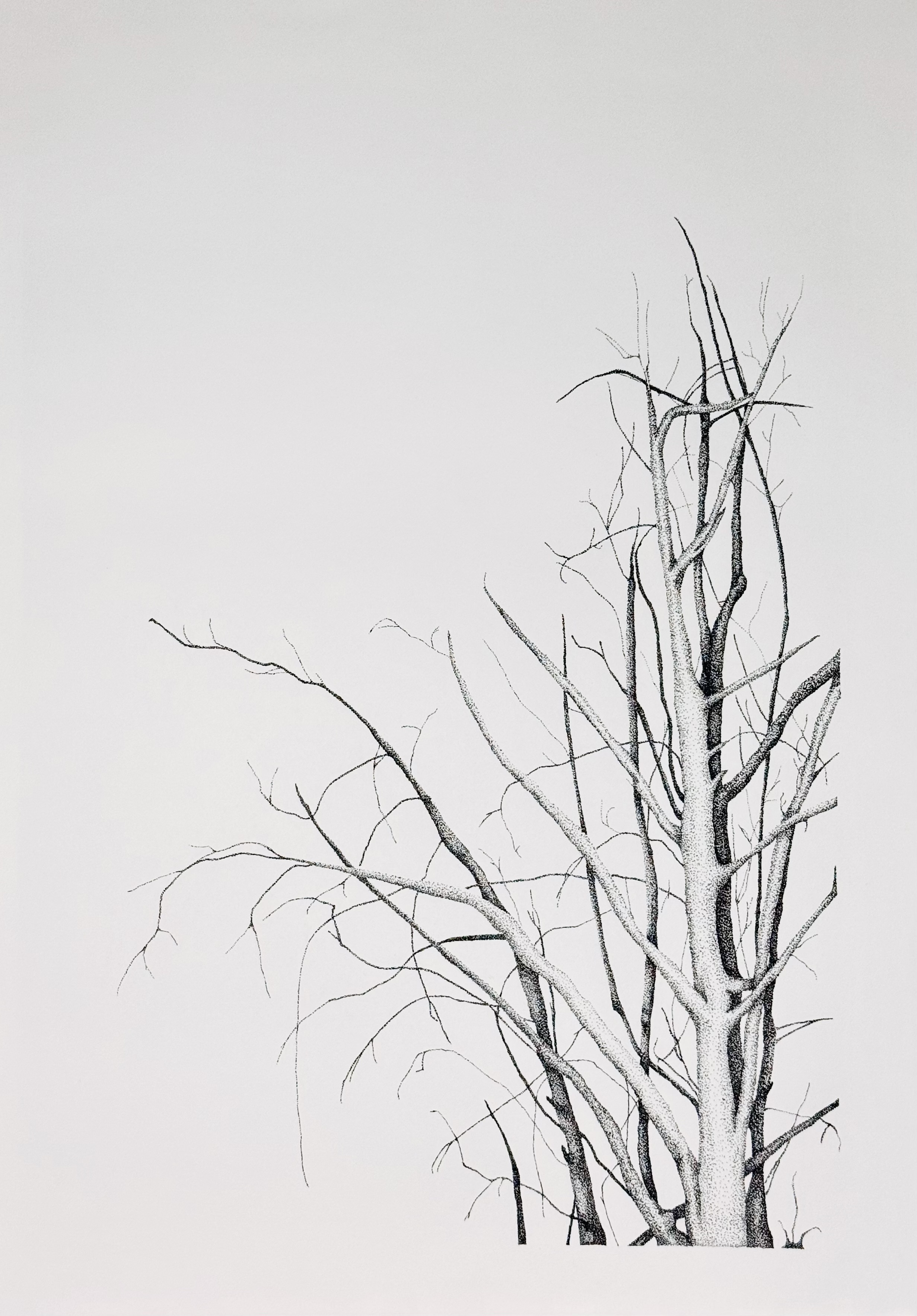 Black ink drawing of bare tree branches with delicate curved lines against pale grey background, minimalist composition.