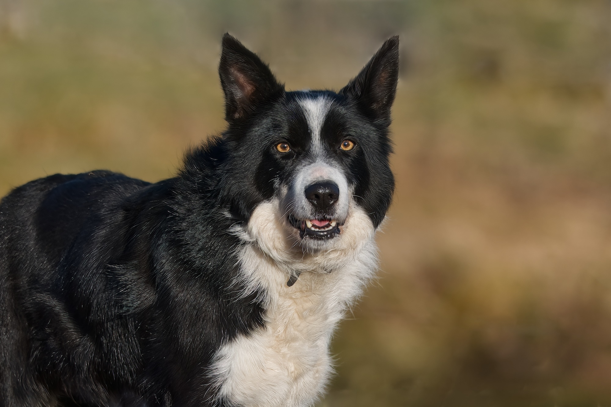 Close-up of a dog, looking towards the camera while standing in a field.