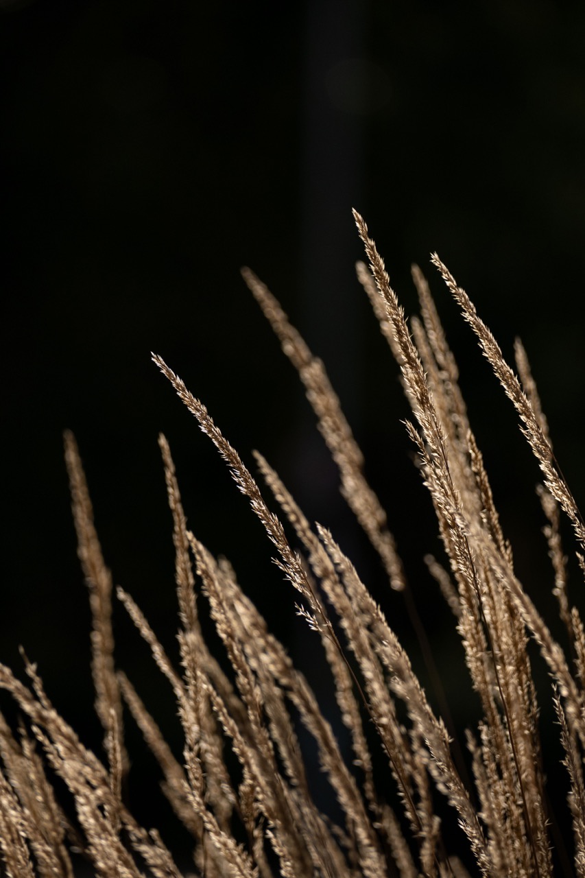 Close-up of golden grass blades standing upright against a dark background. The grass displays a natural texture and varies in height, creating a striking contrast with the darkness behind.
