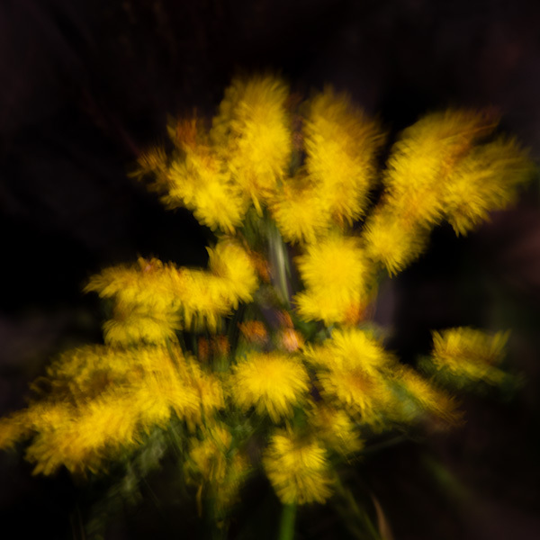 Motion-blurred yellow mimosa flowers against dark background, creating soft, feathery yellow shapes with brown stems visible.