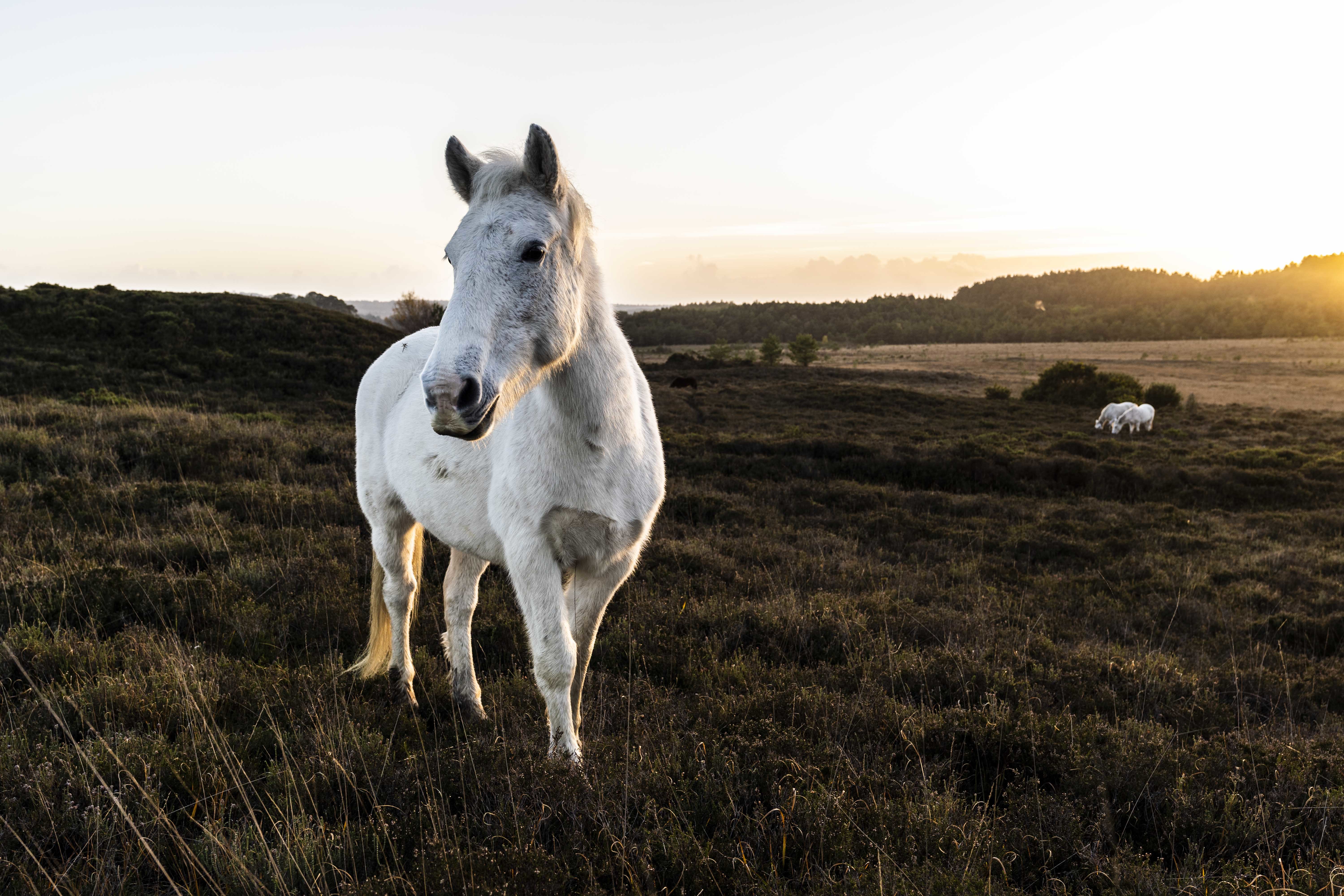 A close up of a free-roaming horse in the New Forest set against a a sunset