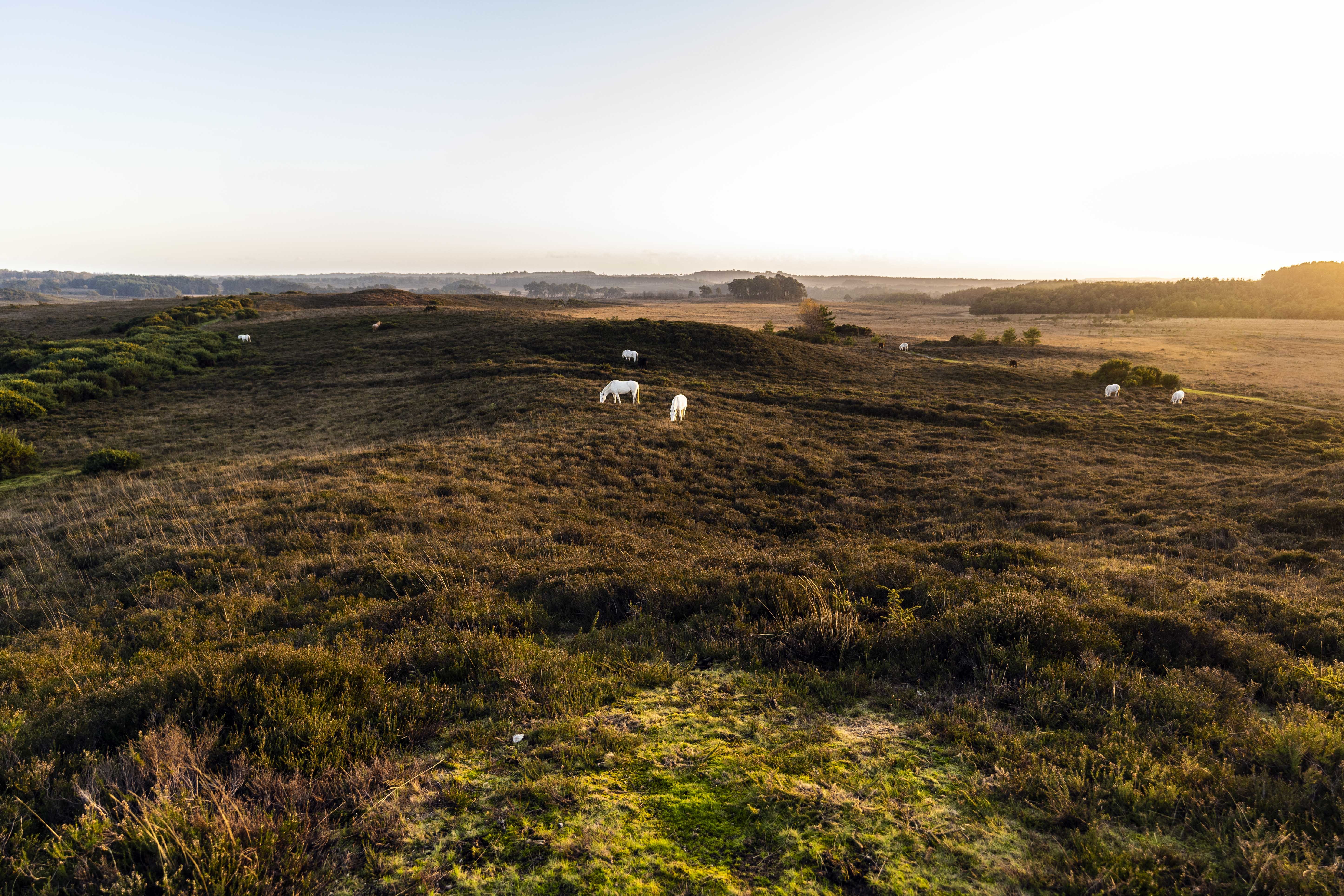 free-roaming horses in the New Forest set against a a sunset