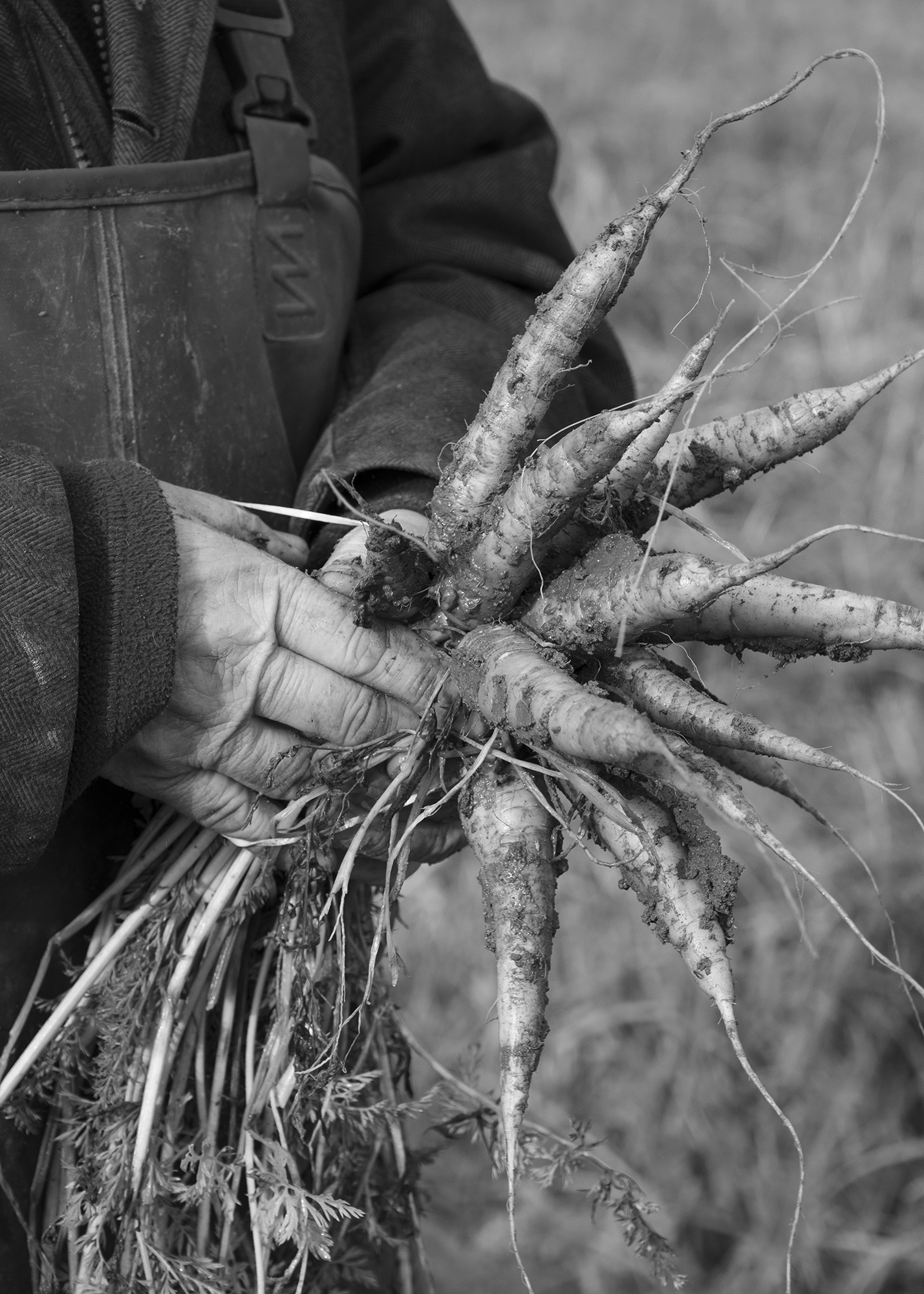 Black and white image of hands holding freshly harvested carrots with soil and long green tops attached, person wearing overalls.