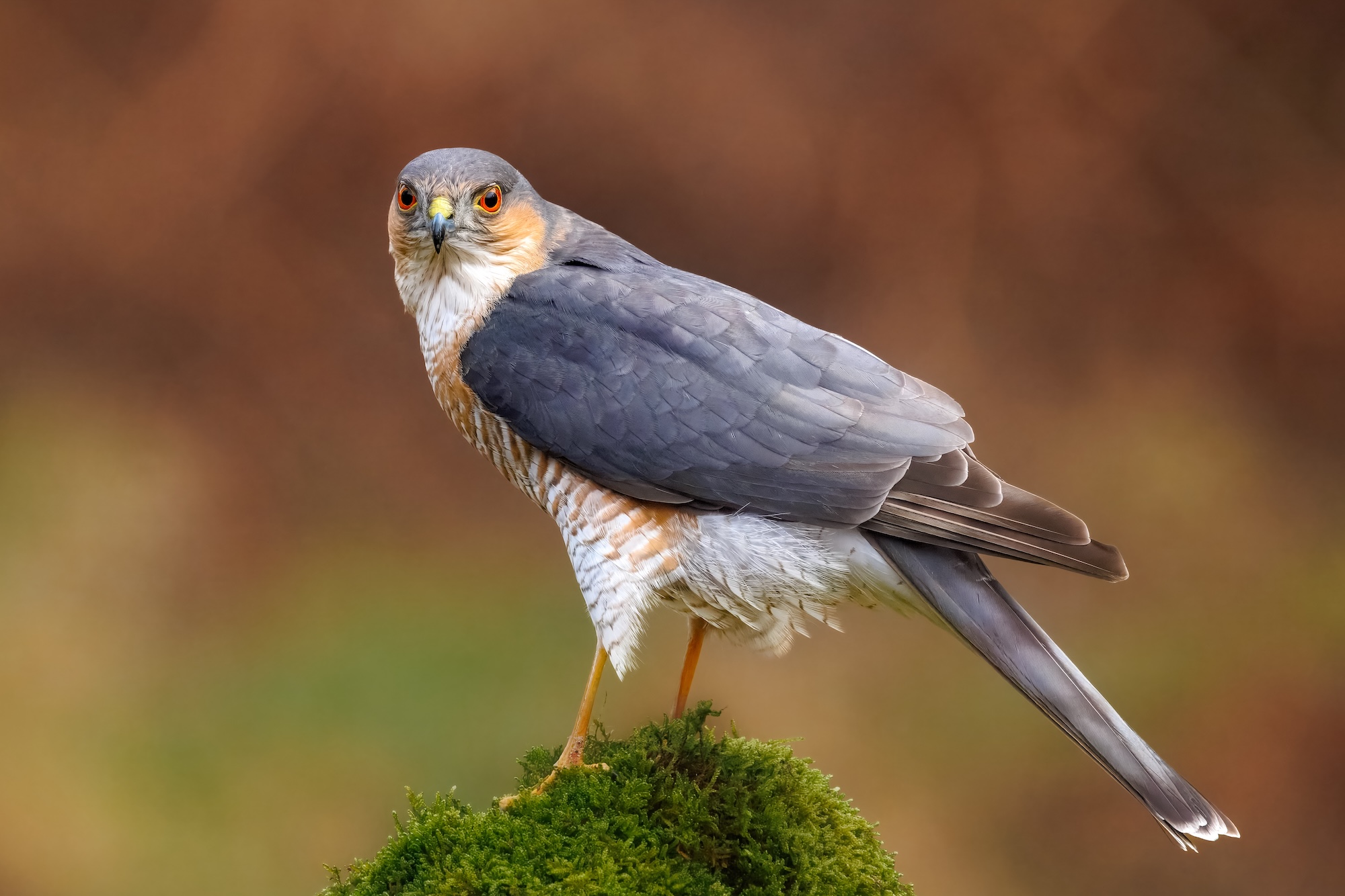 A grey and white bird of prey stands on a moss-covered mound, with a blurred brown and green background.