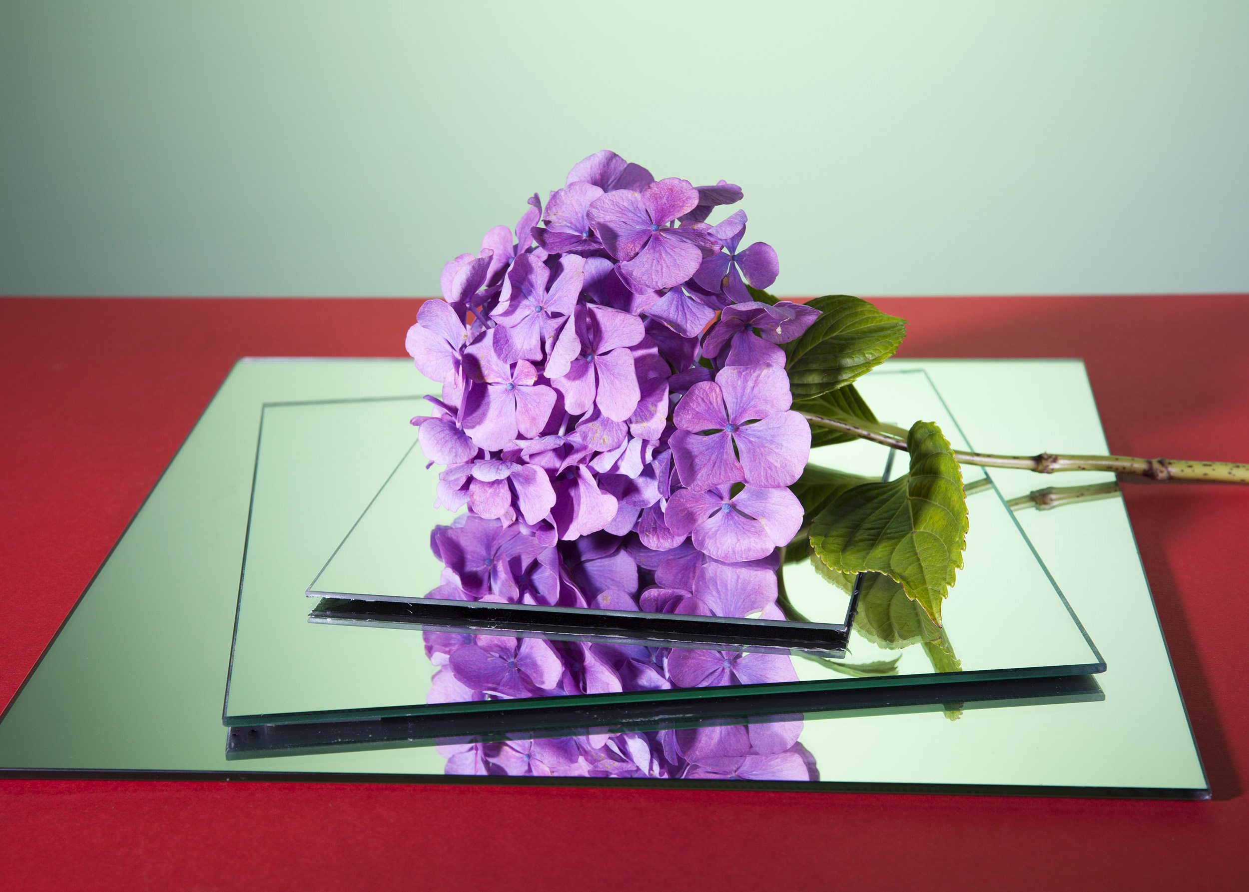 A sprig of hydrangea lies on three mirrors