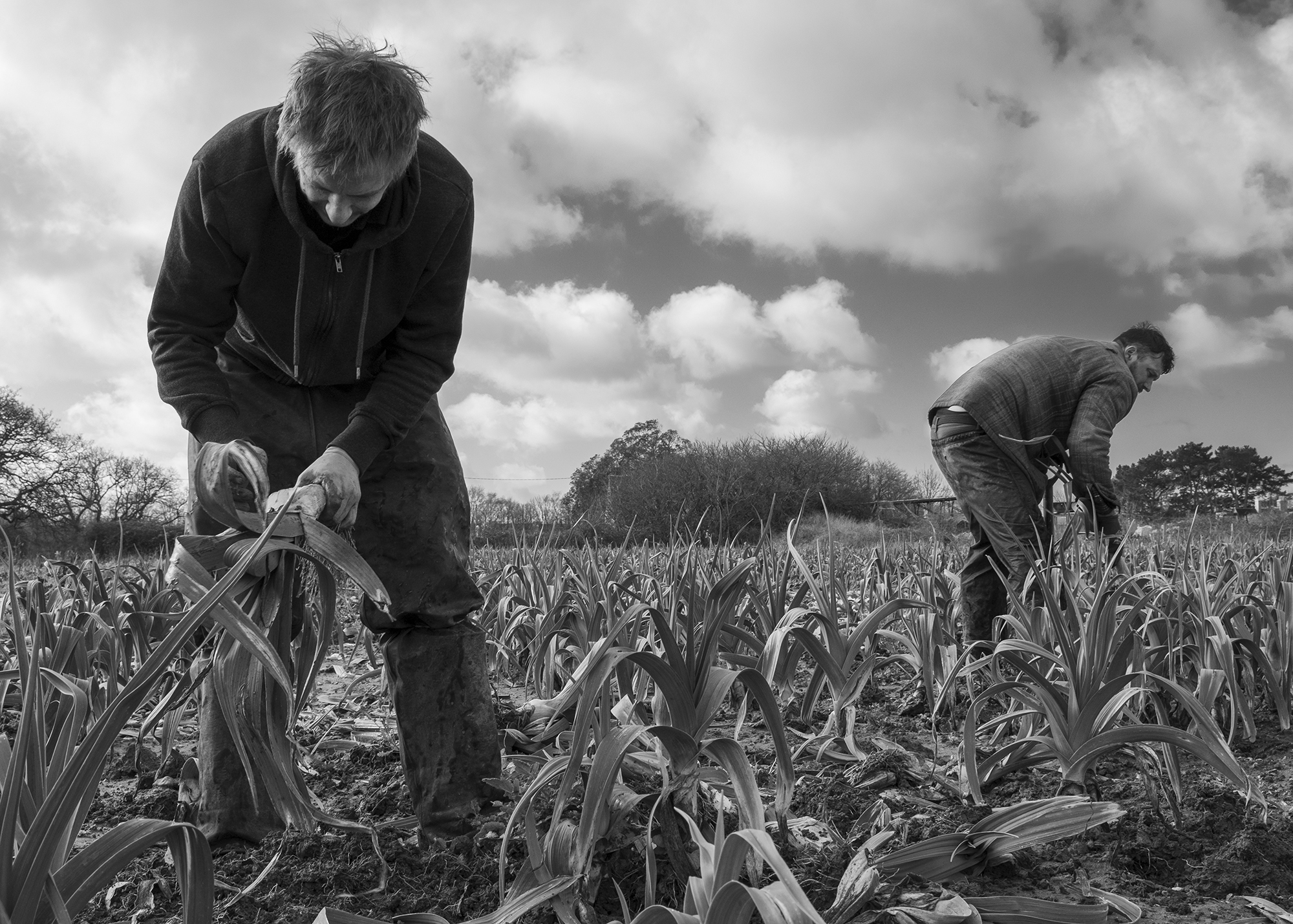 Two men working in a field with hand tools amongst crop stubble, black and white image with cloudy sky and trees in background.