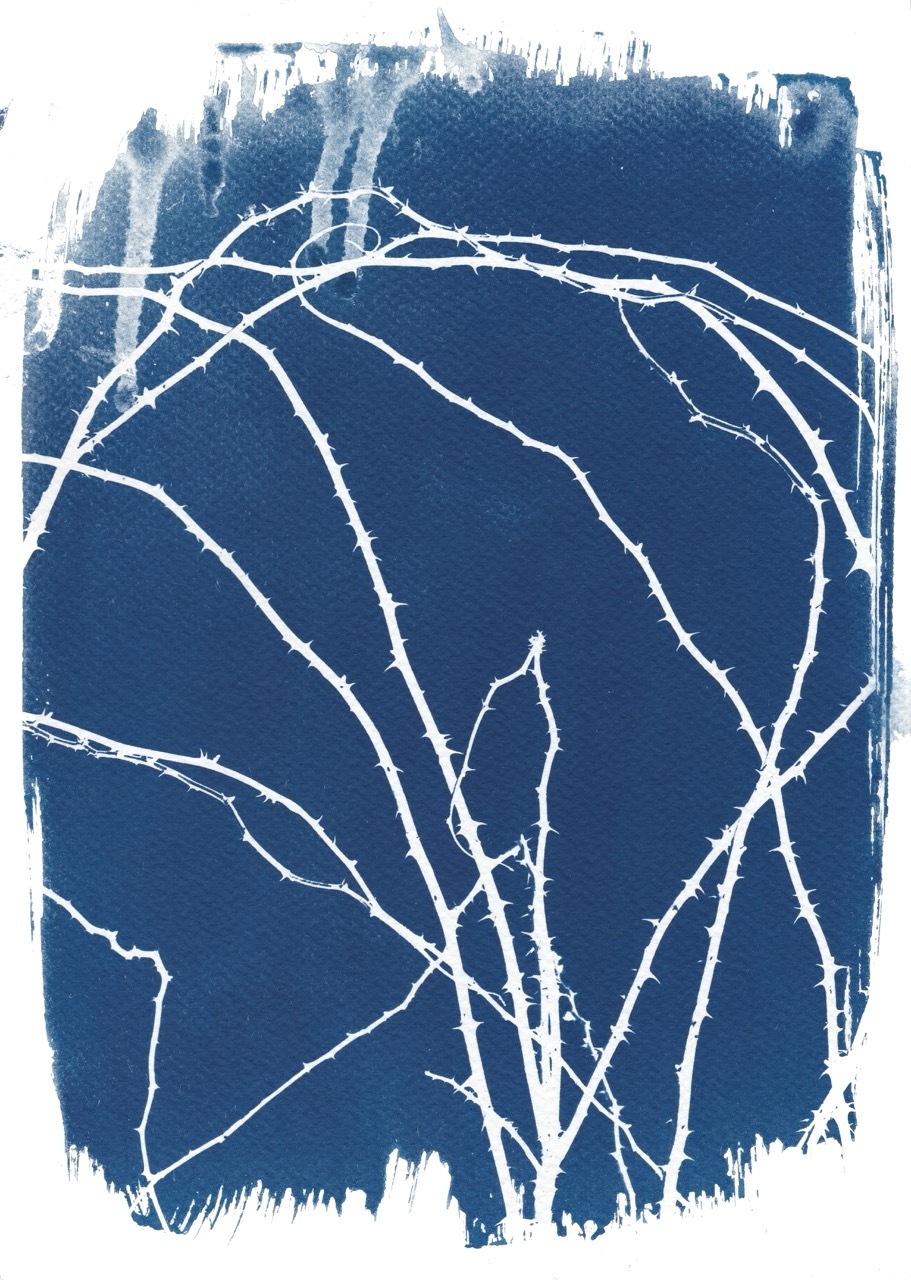 Blue cyanotype print with white branching plant silhouettes and irregular brushed edges on white background.