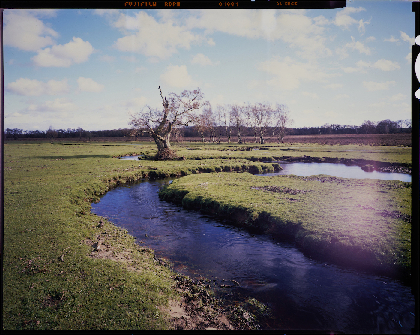 A grass field landscape with a river running through it and a bare tree in the distance.