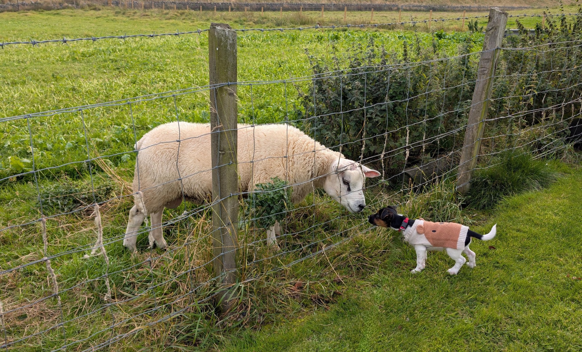 A white sheep grazes near a wire fence while a small dog with a brown coat and white markings stands in front of it, curiously looking at the sheep. The background features green grass and fields.