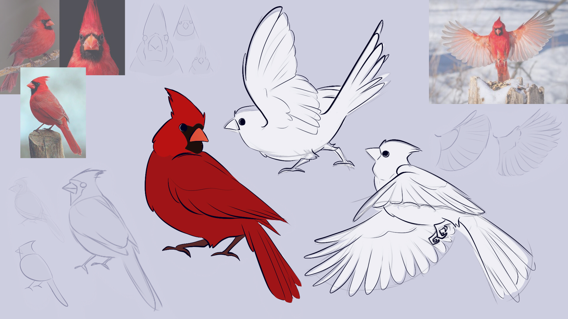 Several illustrations and sketches of a red bird.