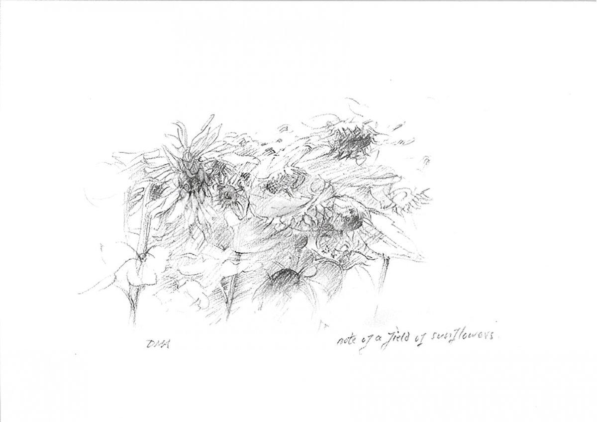 Pencil sketch of flowers