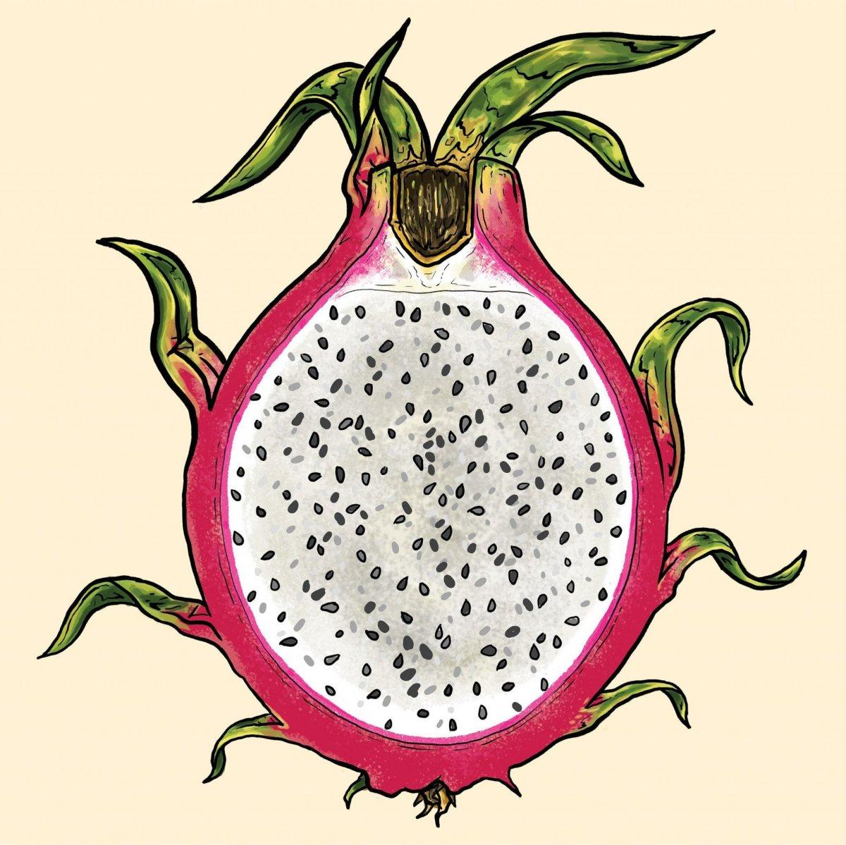 Illustration of a dragon fruit slice