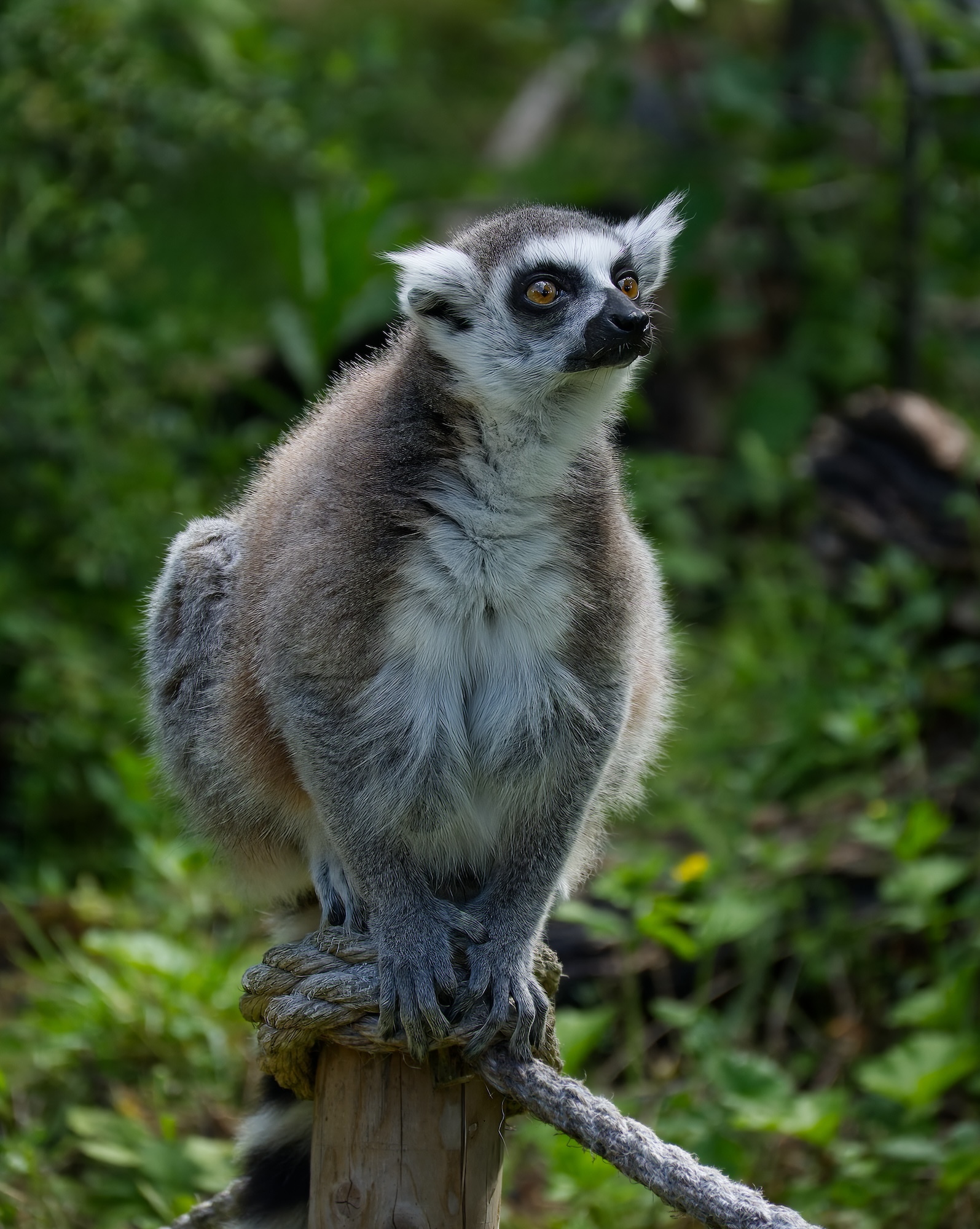 Portrait of a lemur perched on top of a wooden post.
