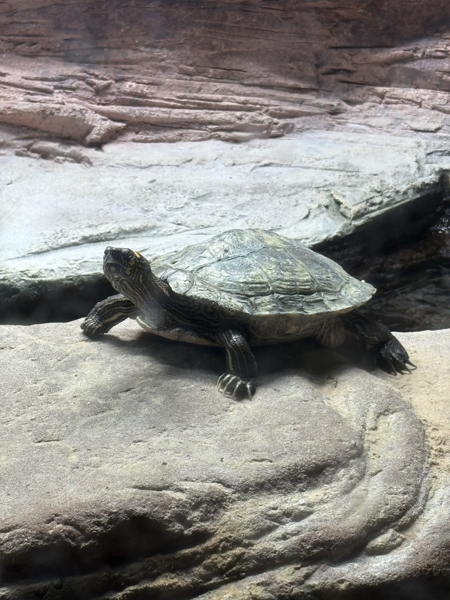 A turtle rests on a large rock in front of layered stone ledges.
